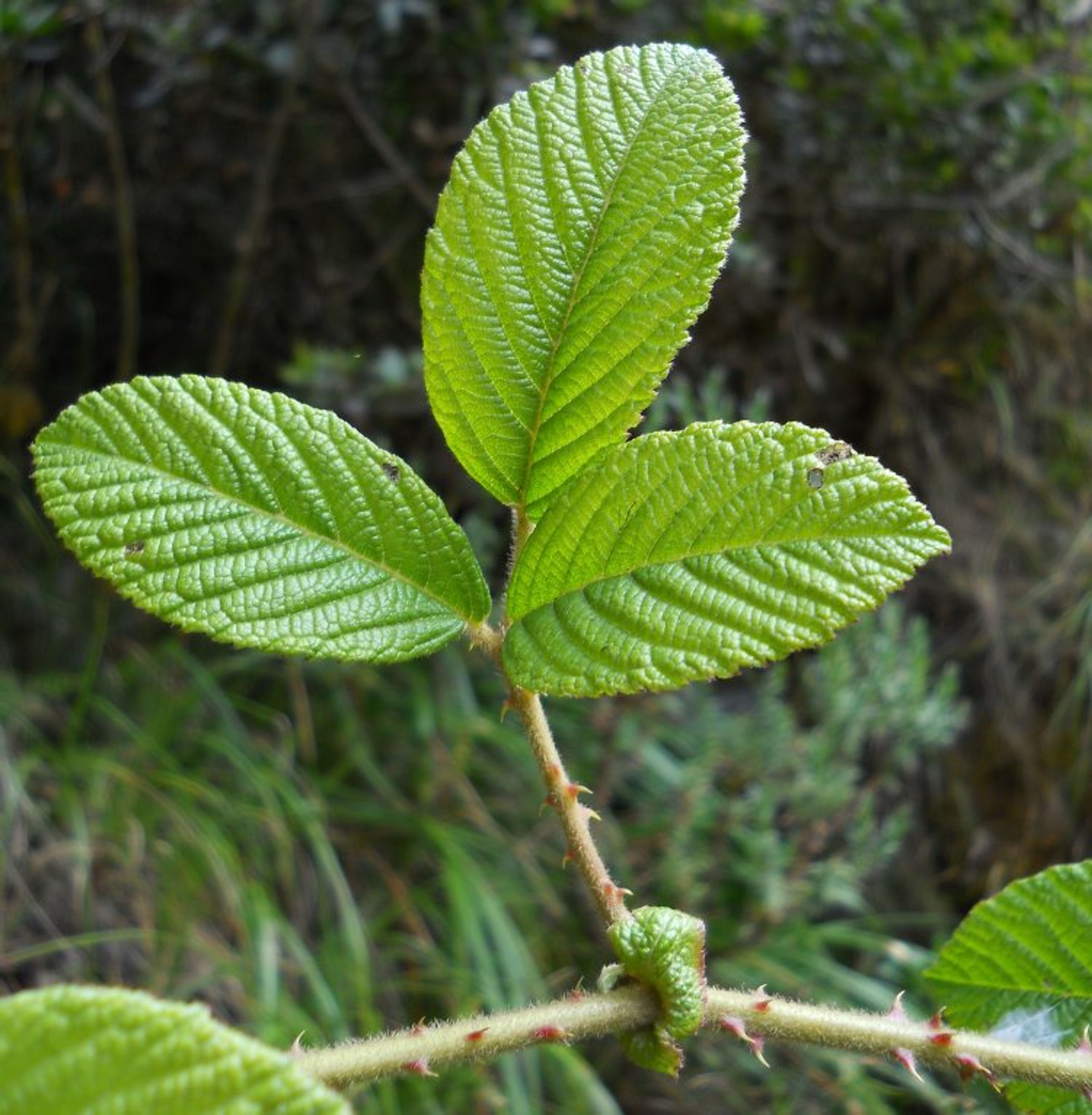 Rubus nubigenus - 141