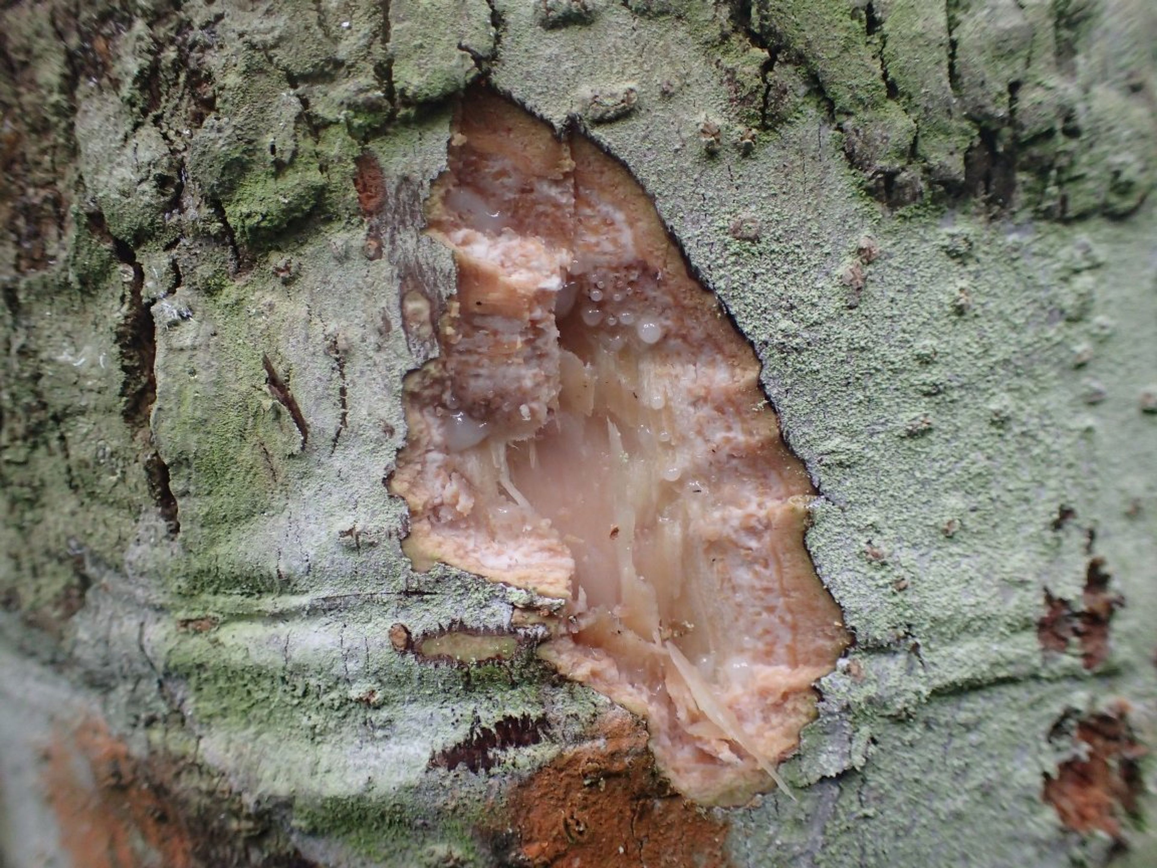Dacryodes edulis - 25