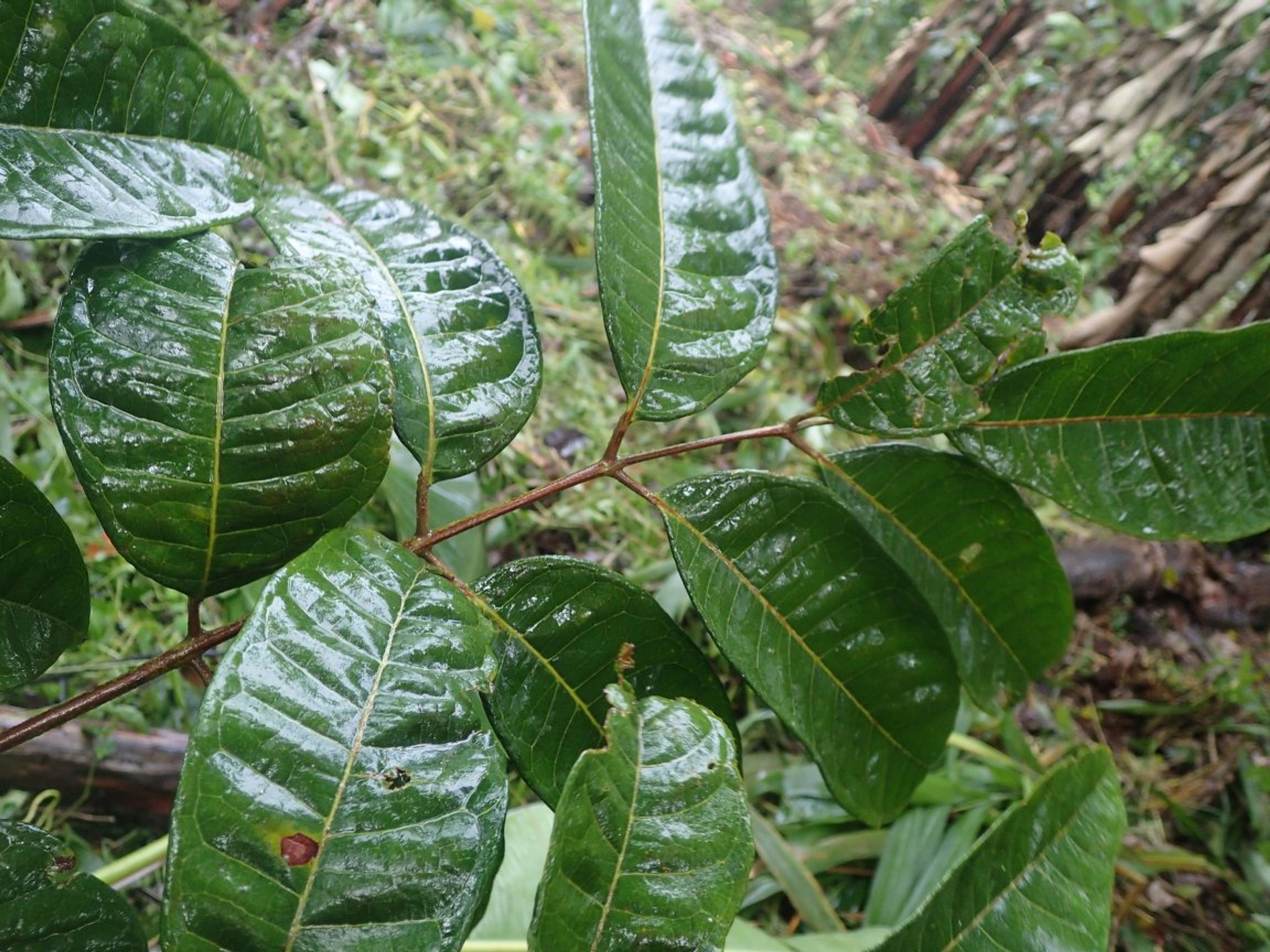 Dacryodes edulis - 72