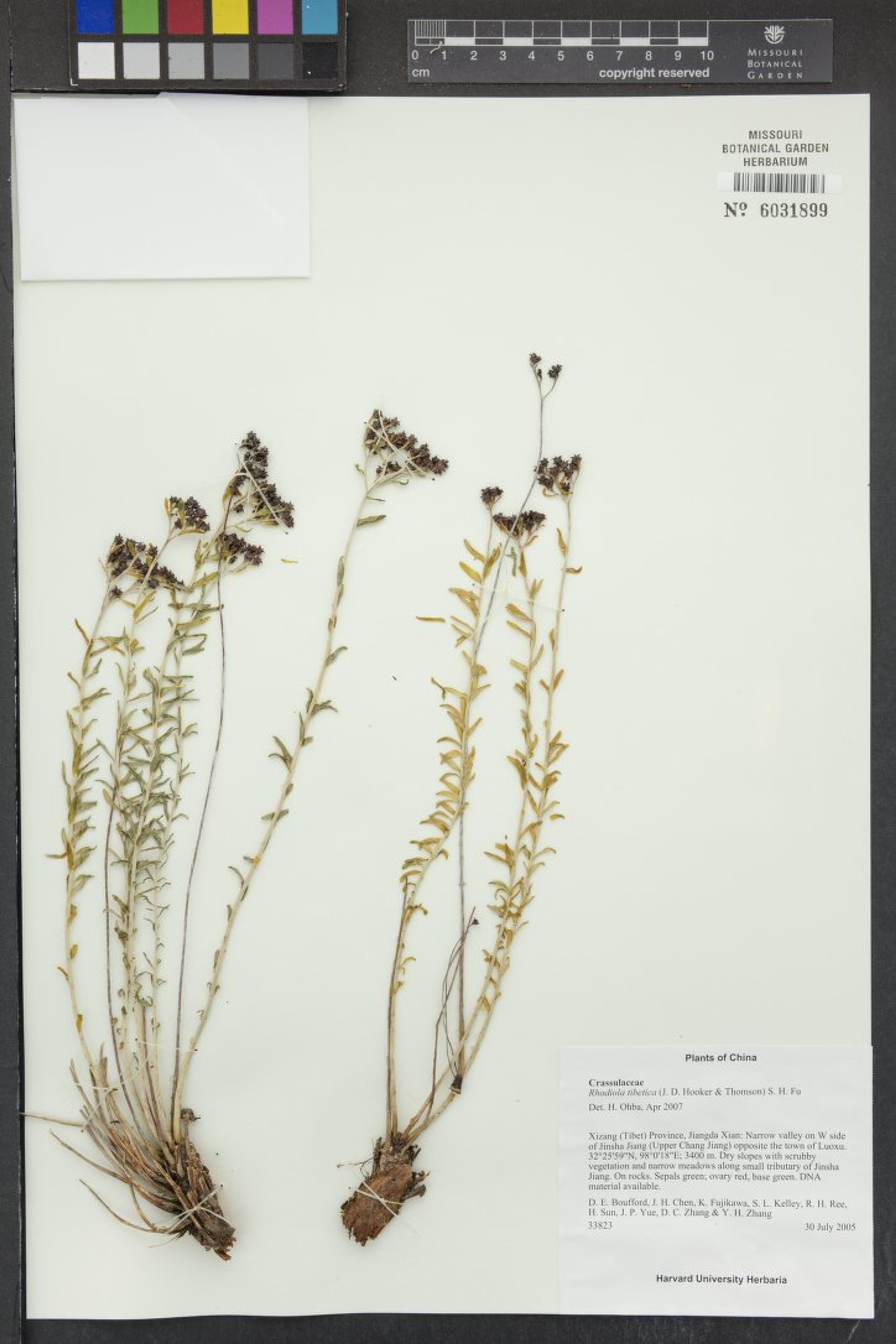 Rhodiola tibetica - 28