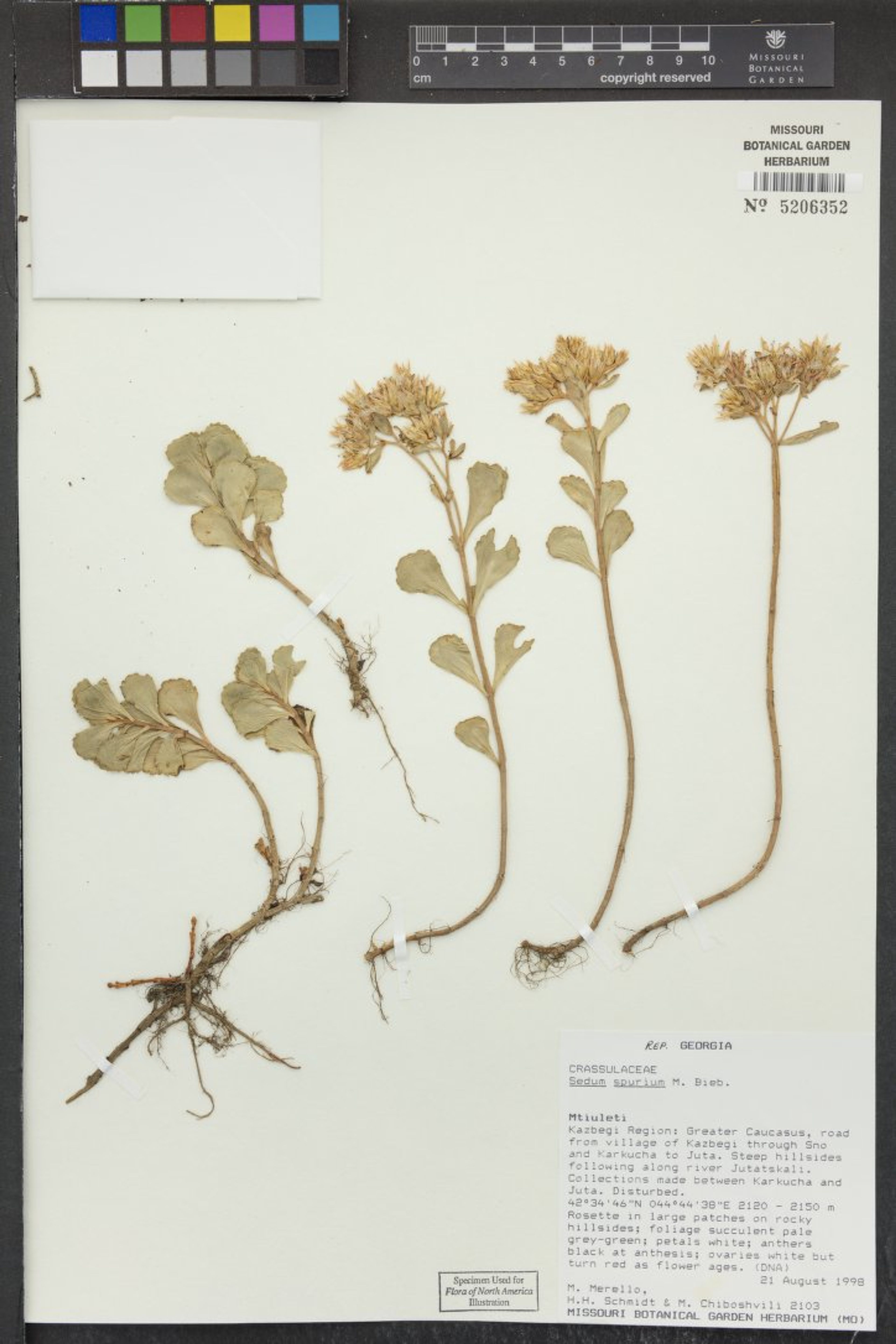 Sedum spurium - 8