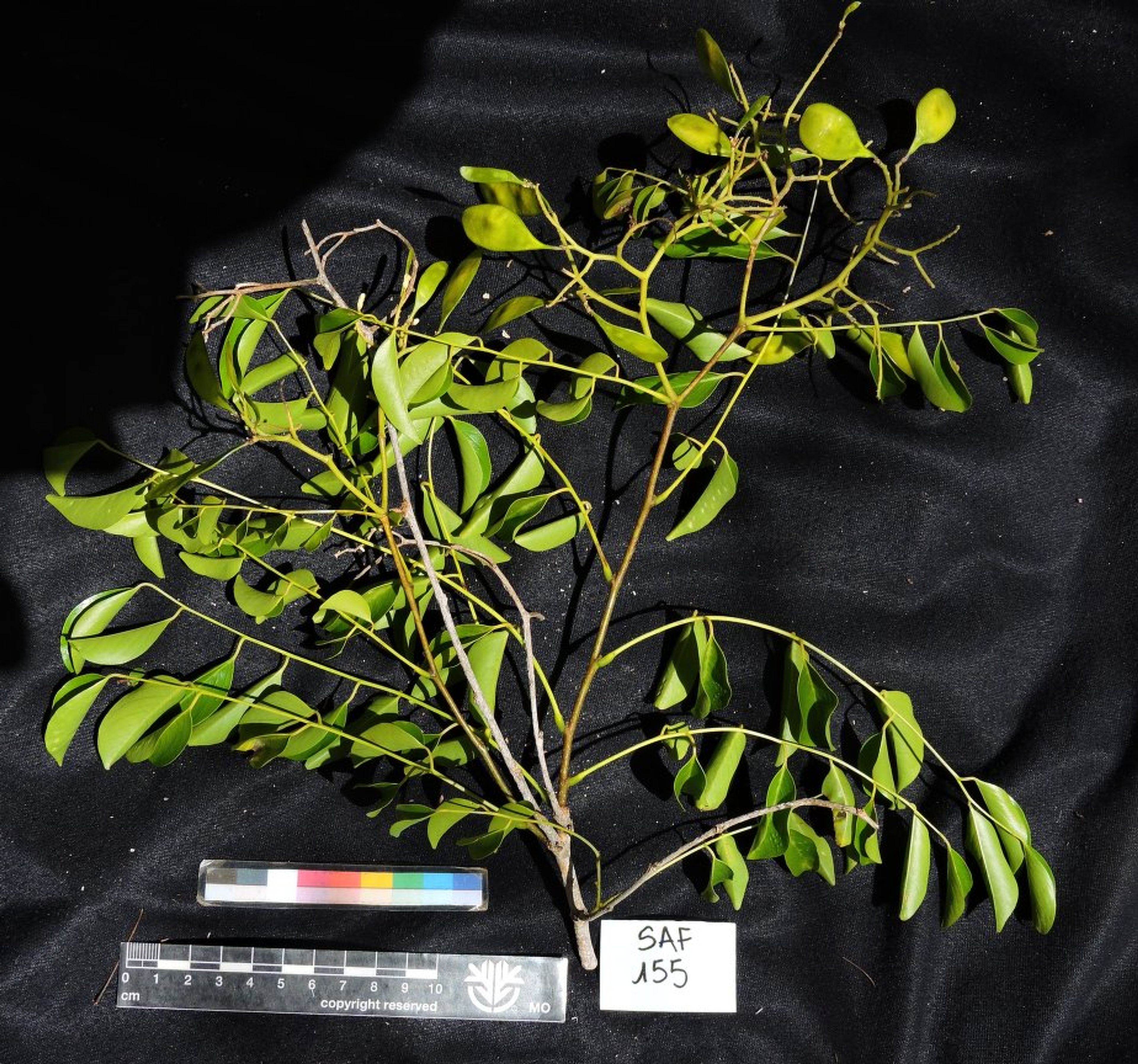 Dalbergia greveana - 29