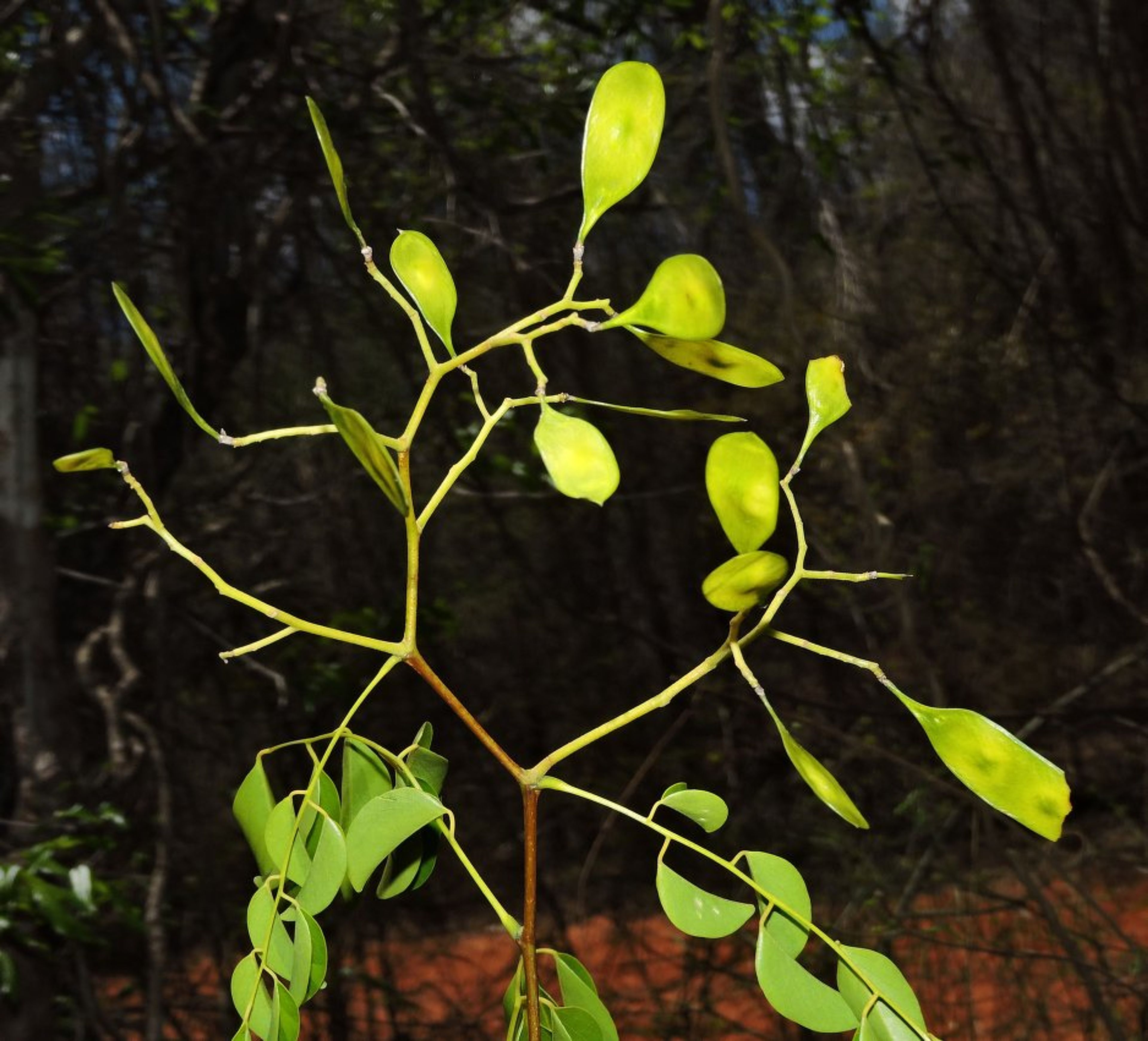 Dalbergia greveana - 51