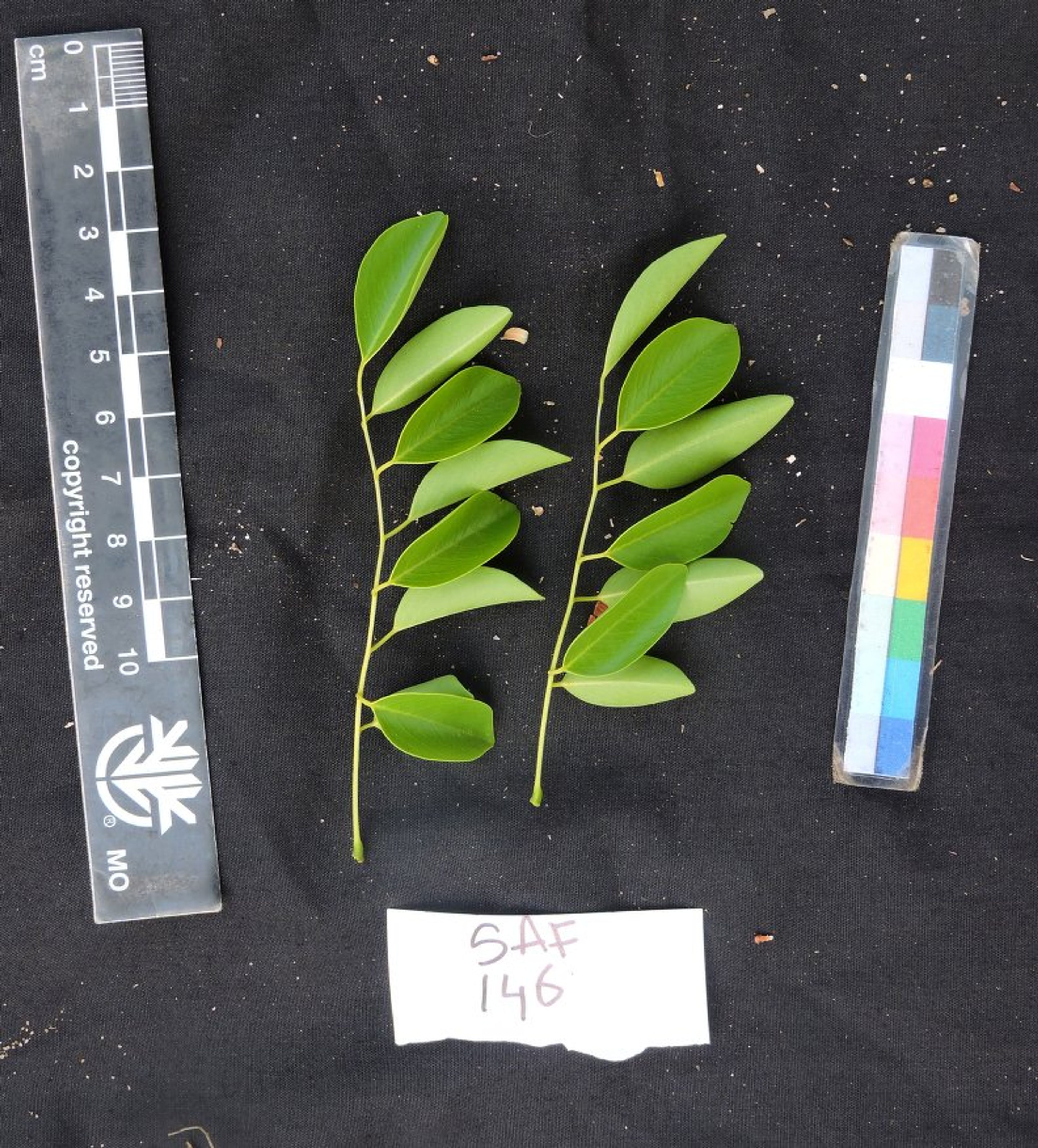 Dalbergia greveana - 22