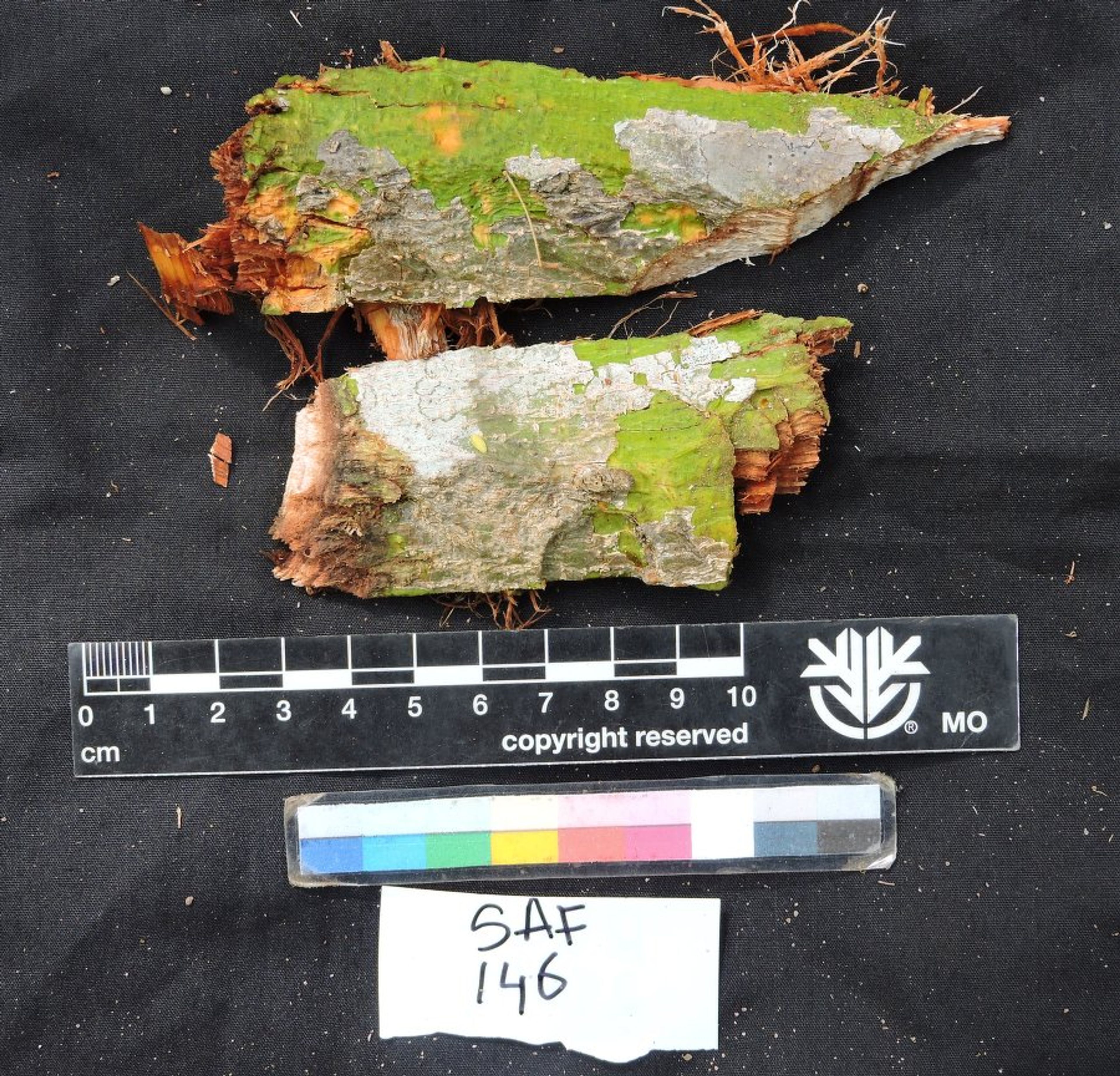 Dalbergia greveana - 98