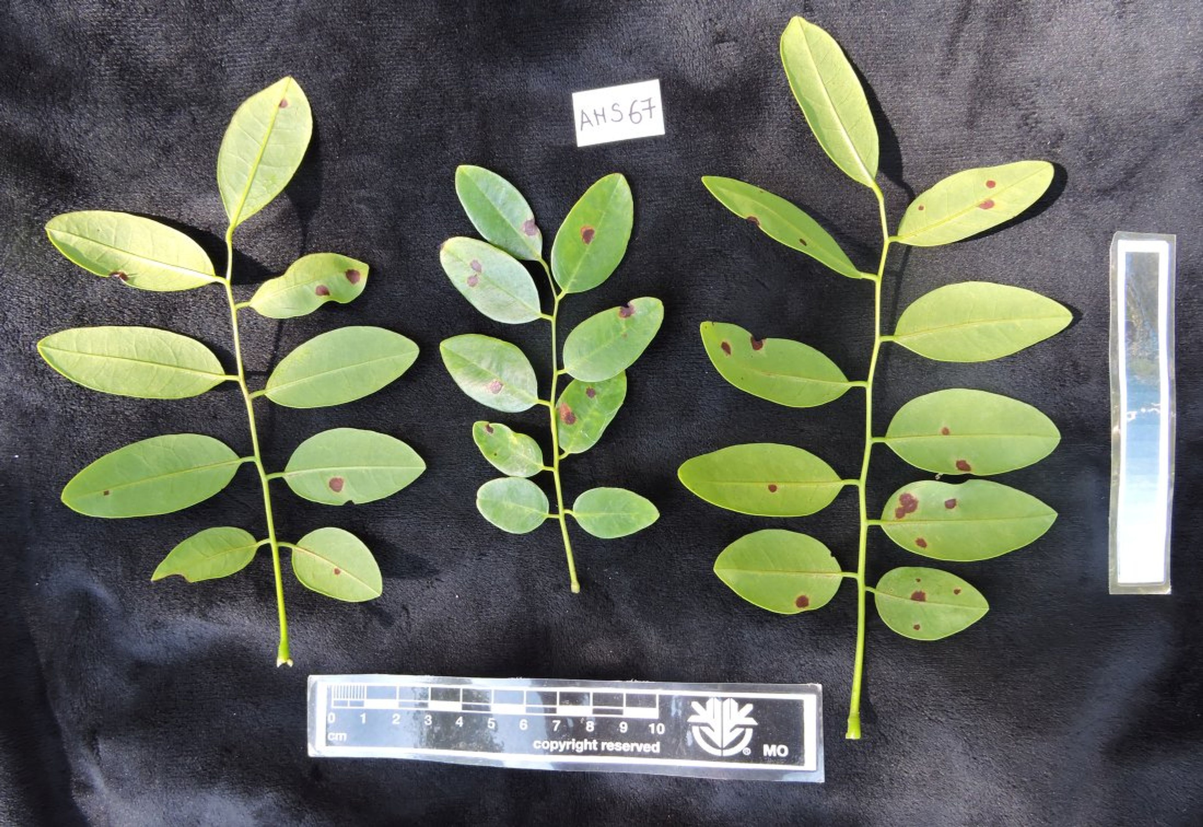 Dalbergia louvelii - 21
