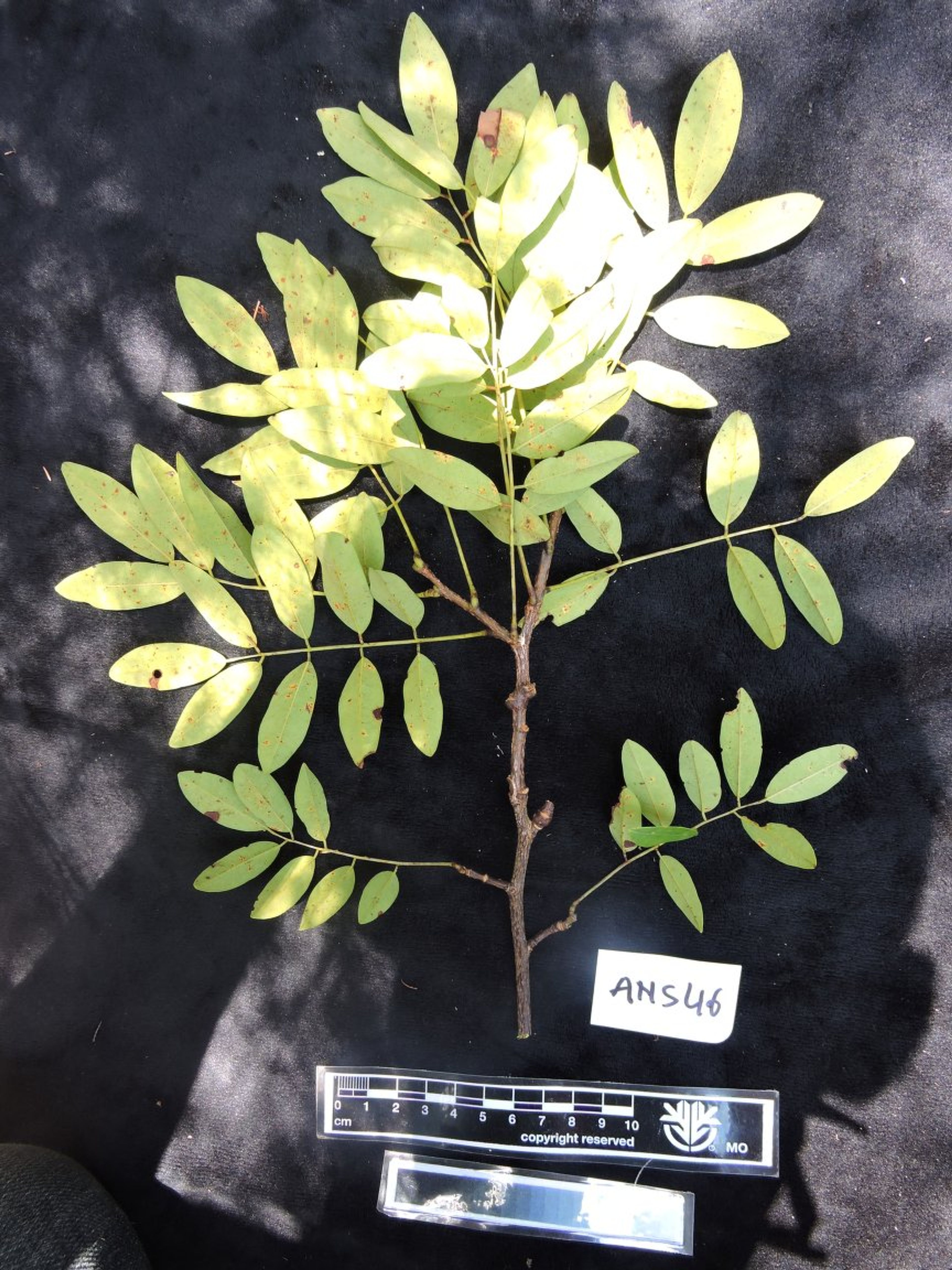 Dalbergia louvelii - 67