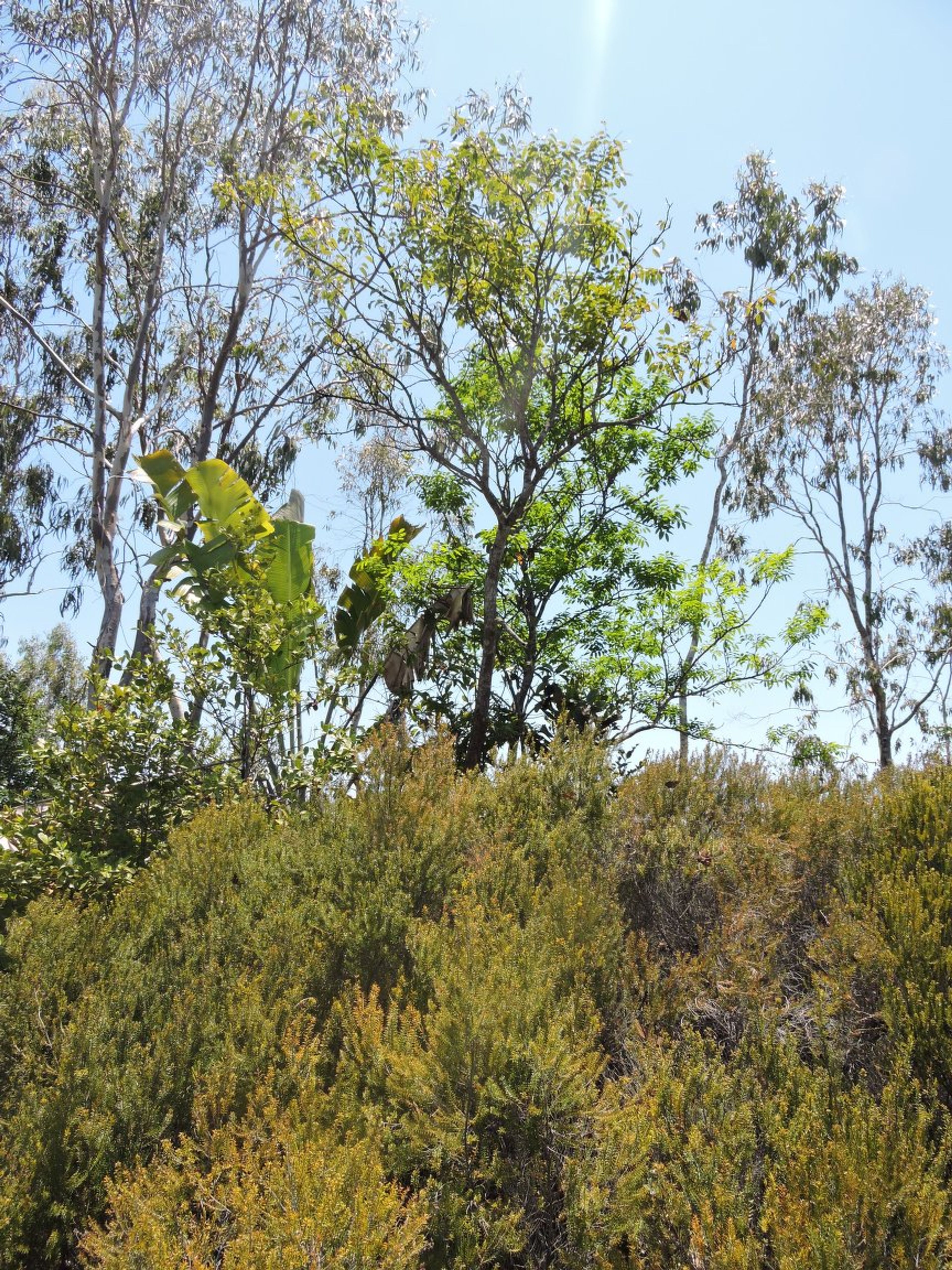Dalbergia louvelii - 102