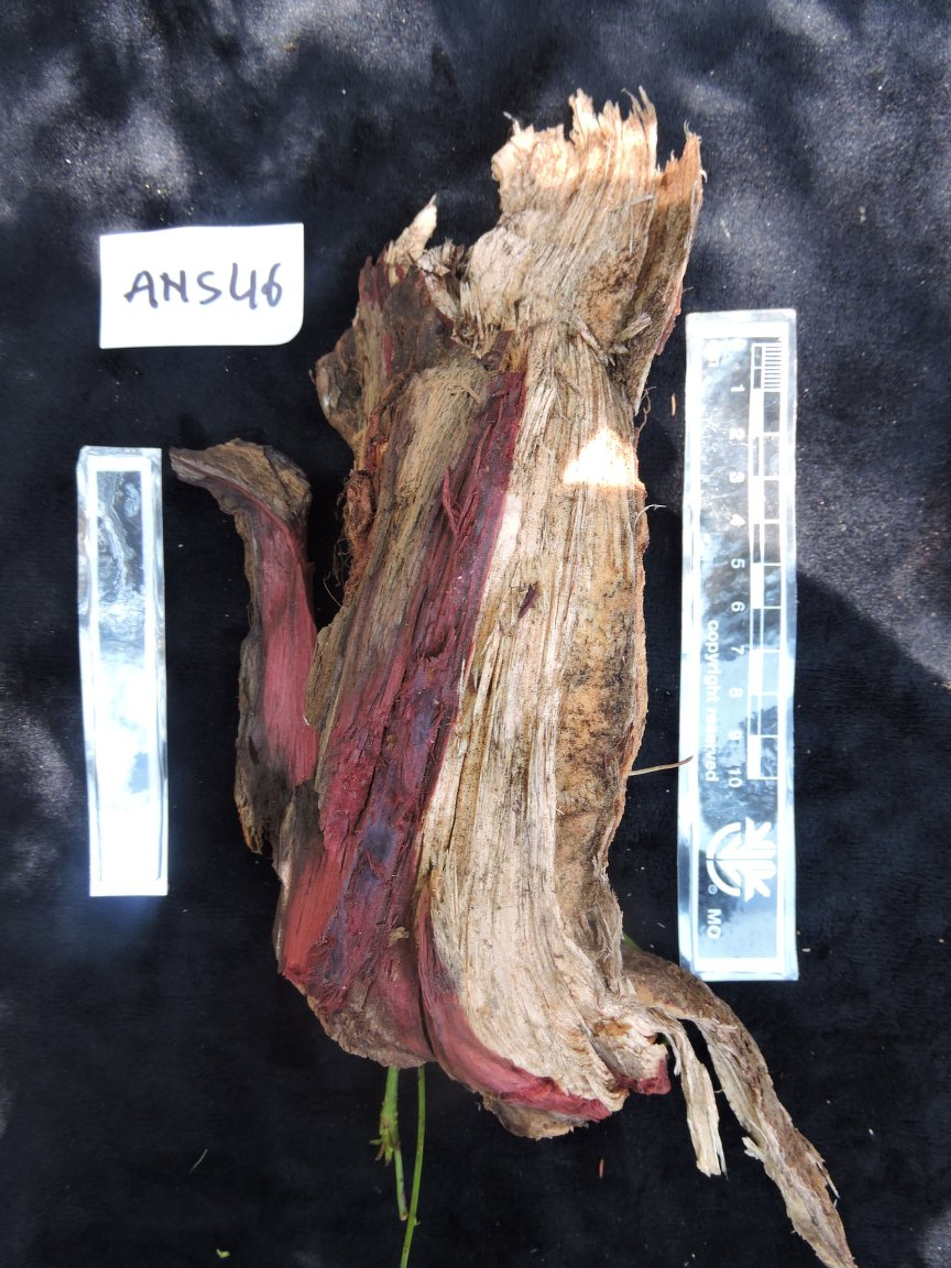 Dalbergia louvelii - 51