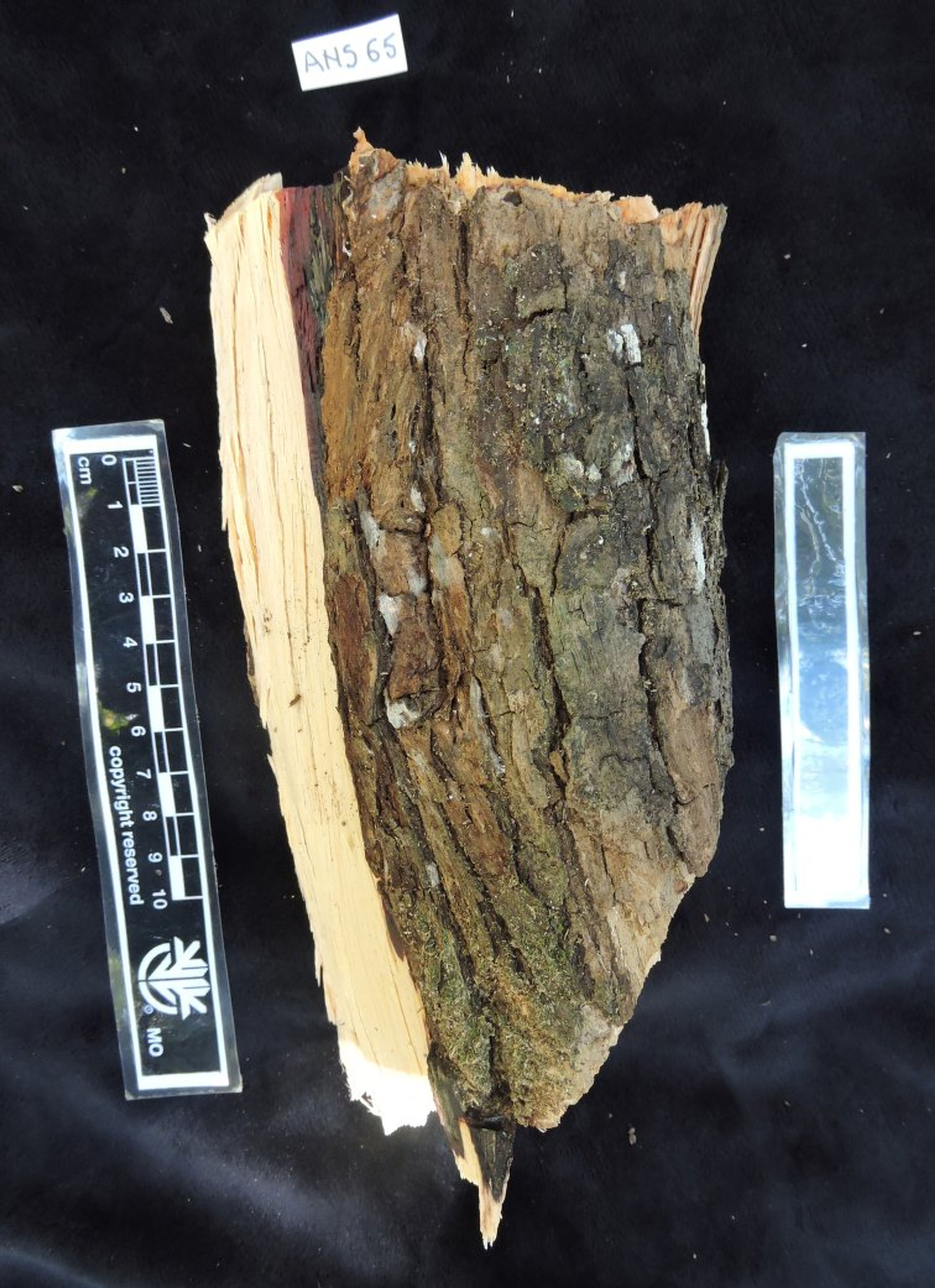 Dalbergia louvelii - 148