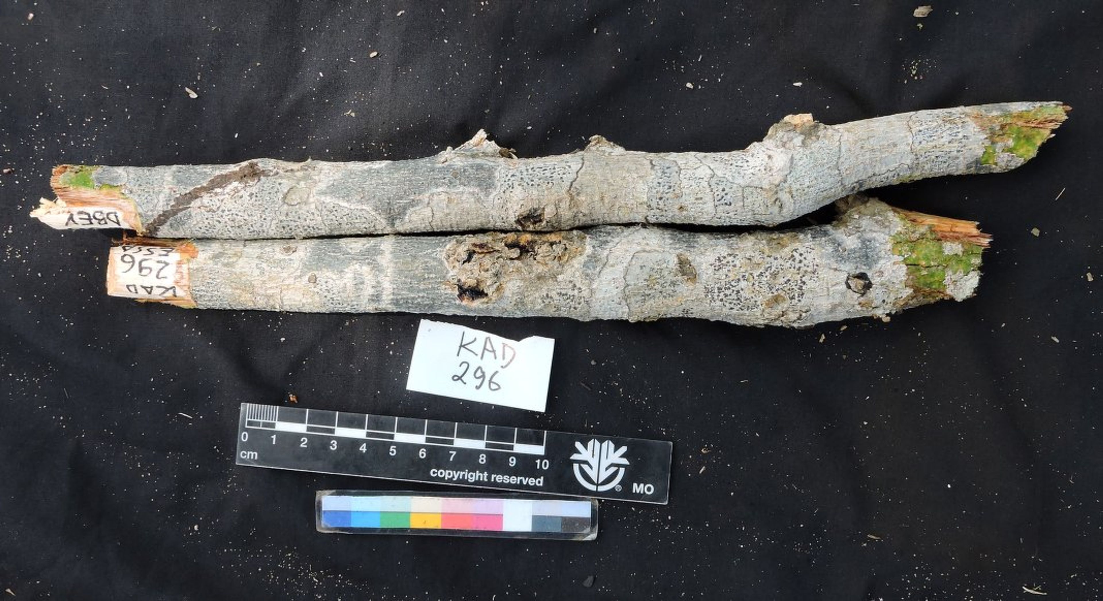 Dalbergia greveana - 78