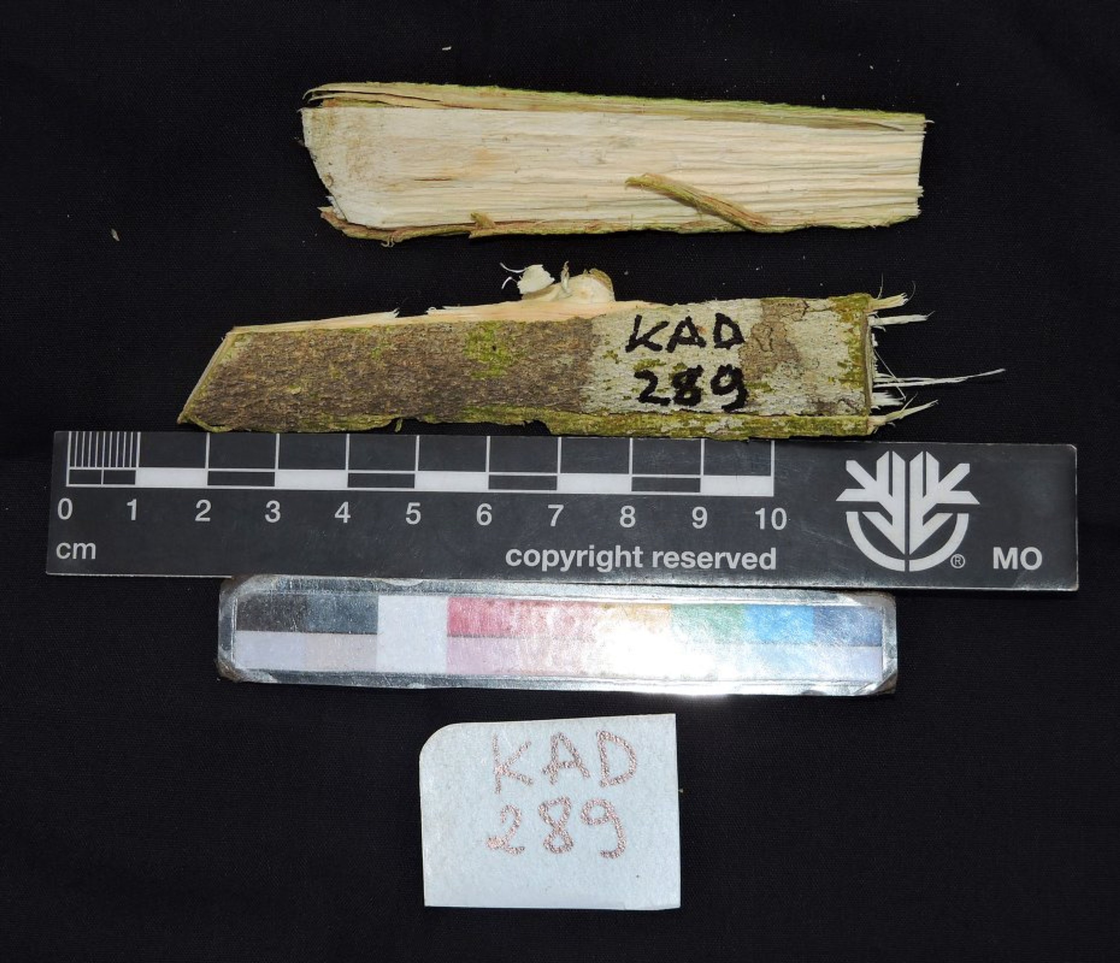 Dalbergia greveana - 14