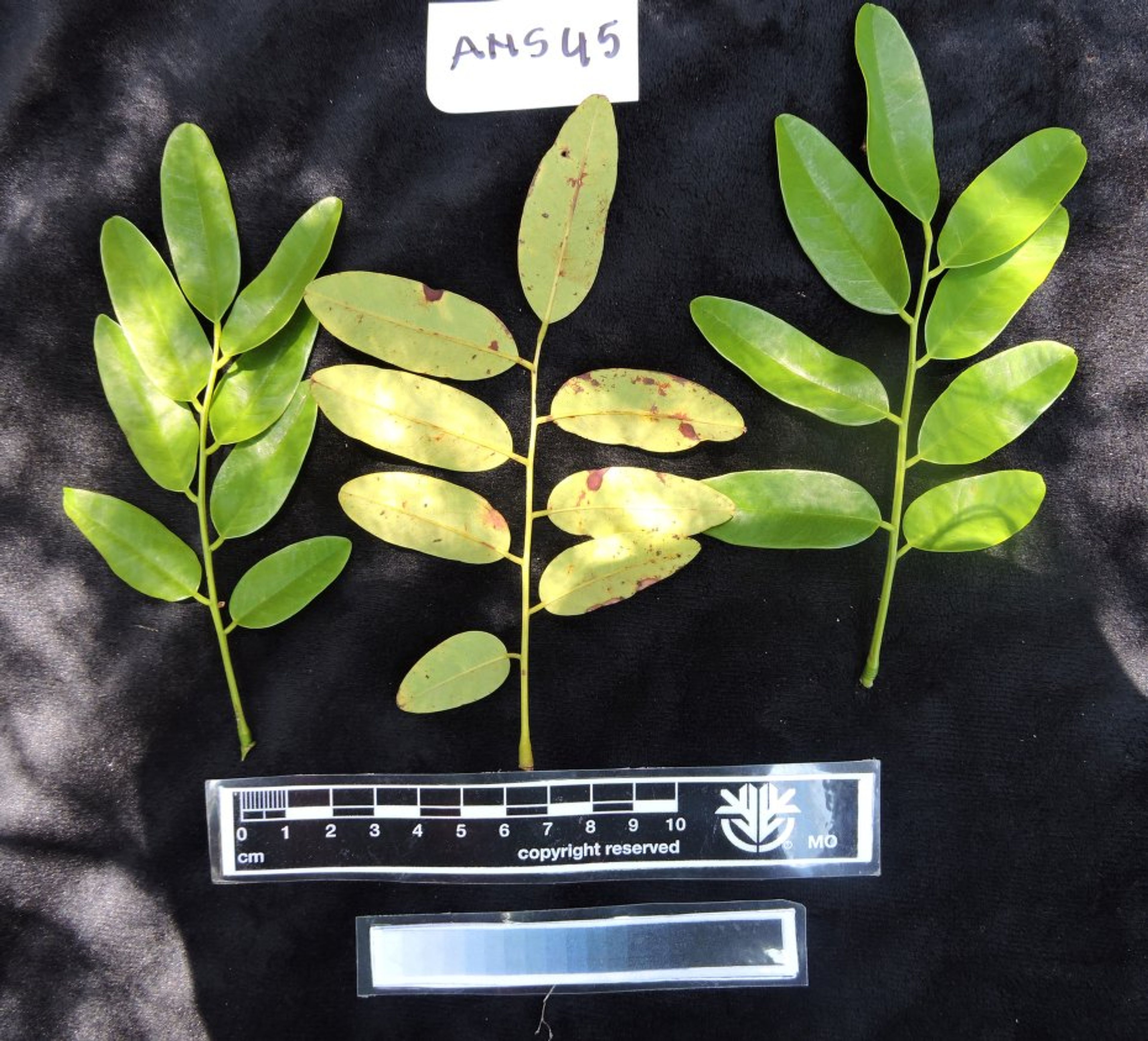 Dalbergia louvelii - 20