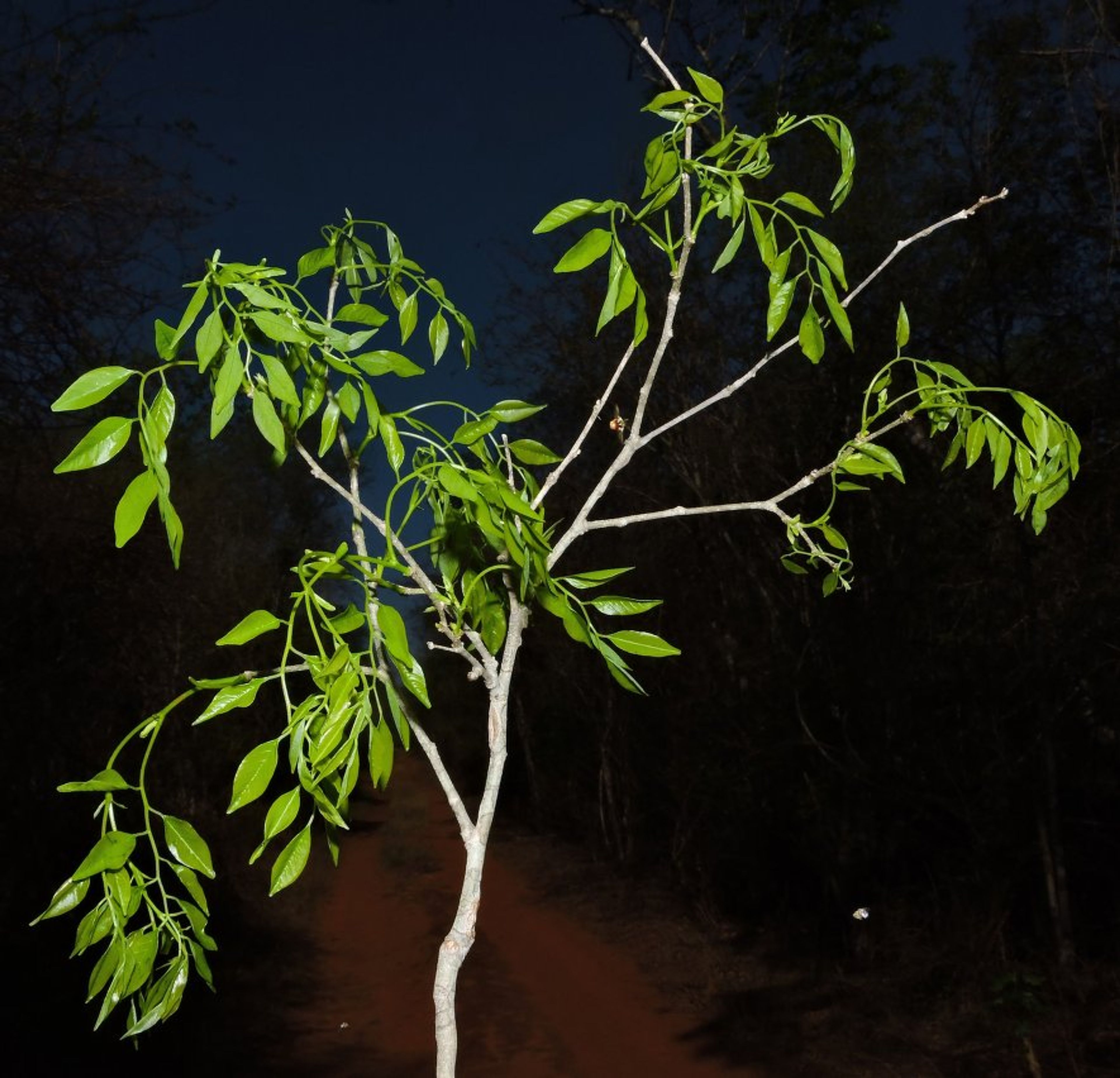 Dalbergia greveana - 31