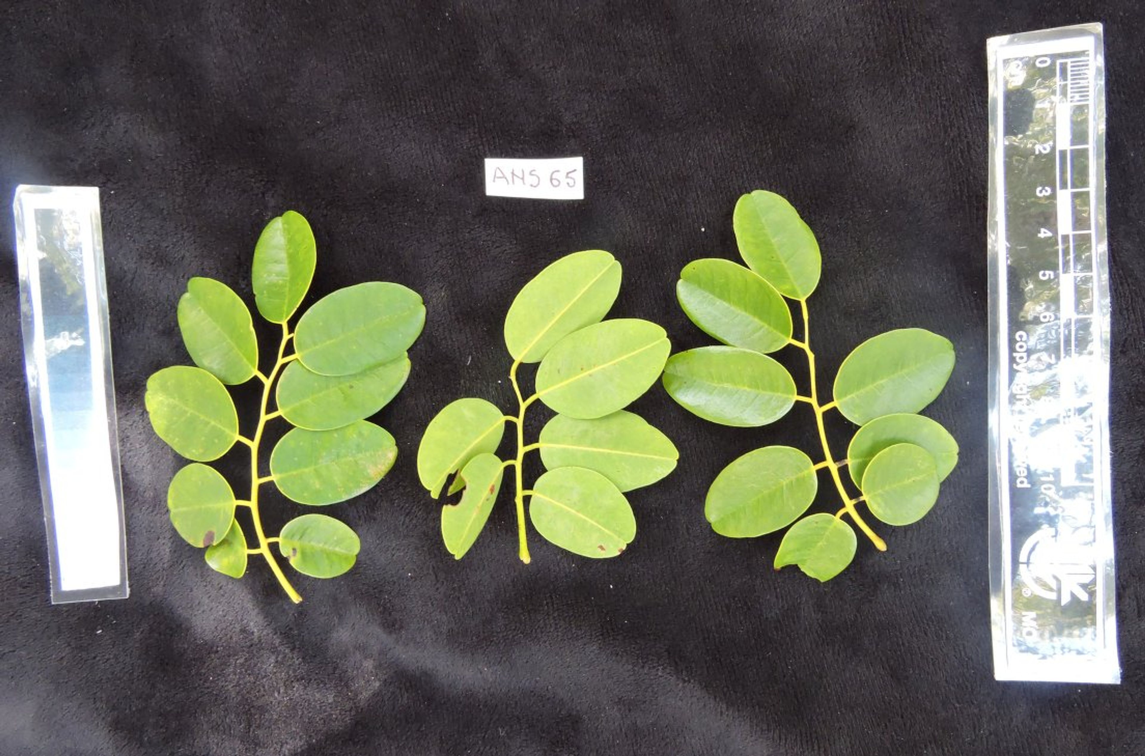 Dalbergia louvelii - 142