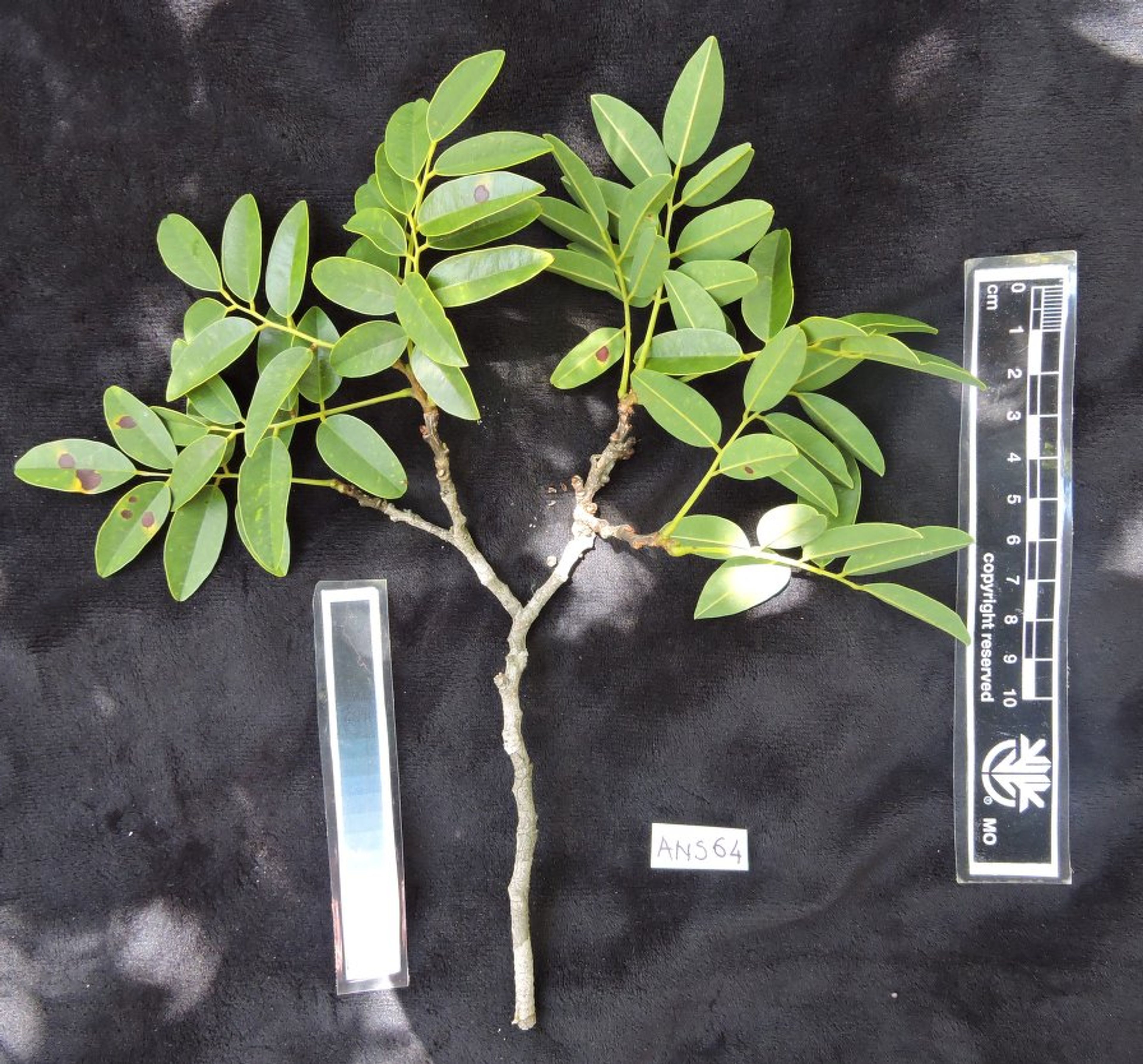 Dalbergia louvelii - 17