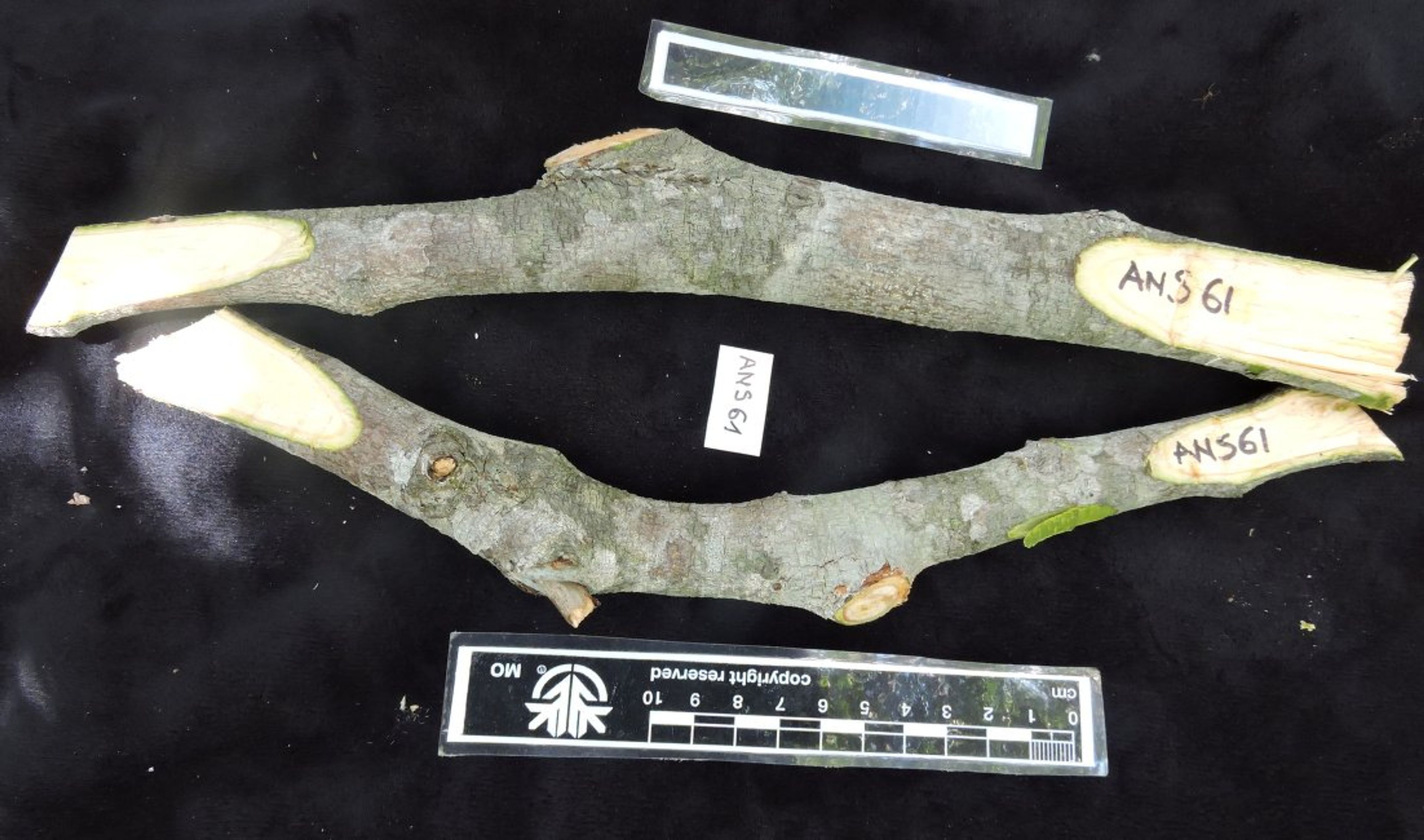 Dalbergia louvelii - 101