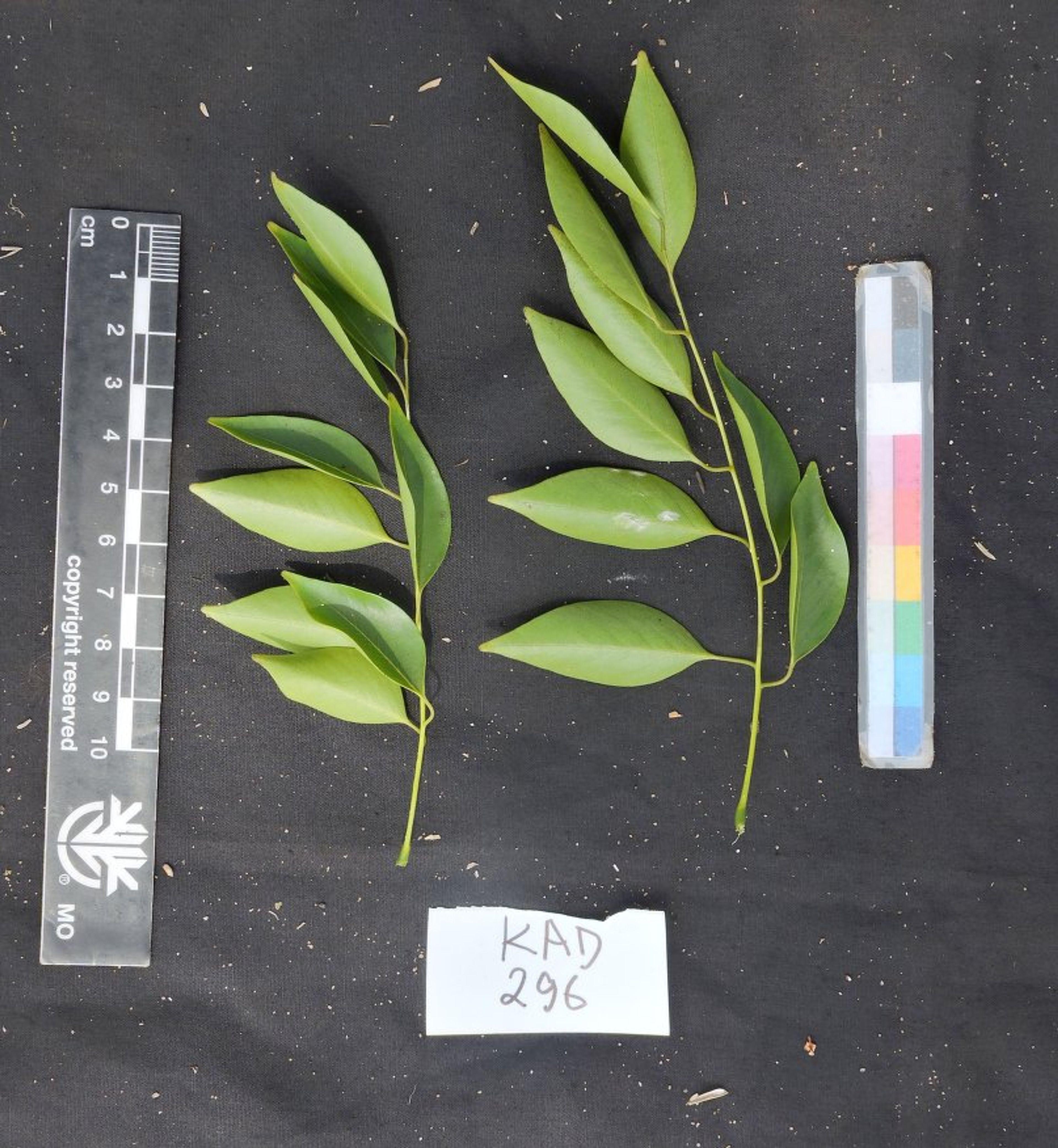 Dalbergia greveana - 106
