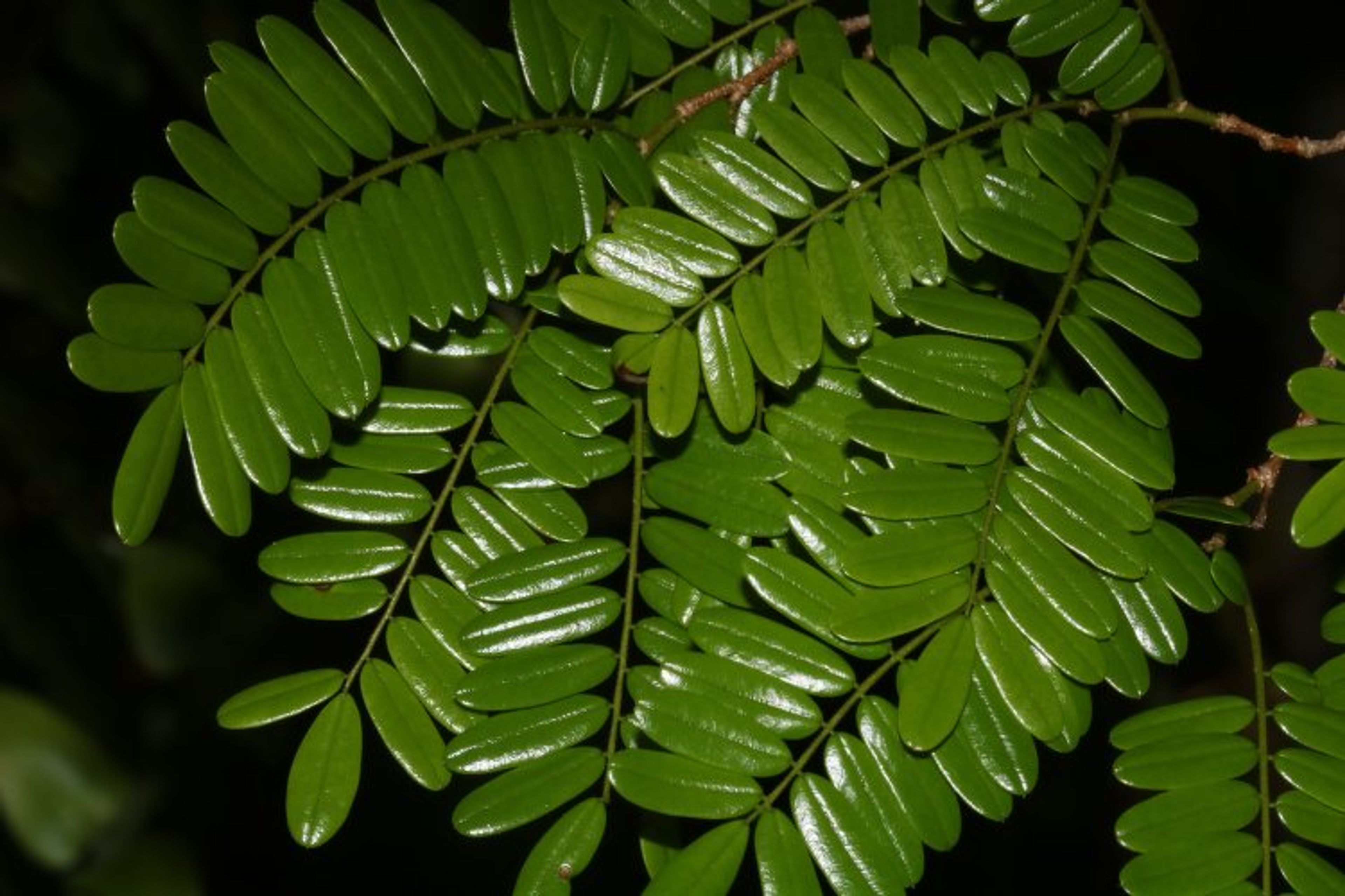 Dalbergia baronii - 142