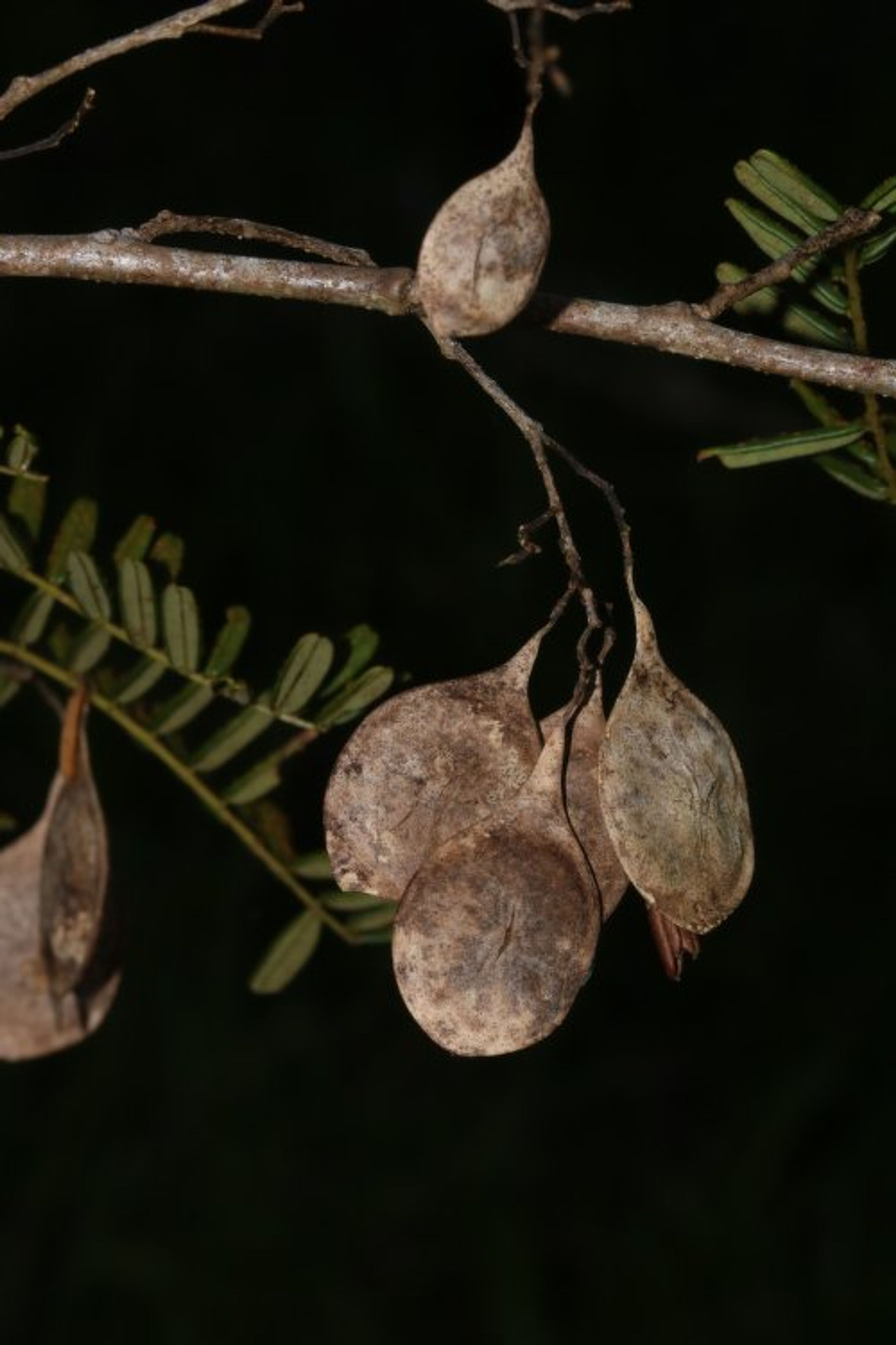 Dalbergia baronii - 22