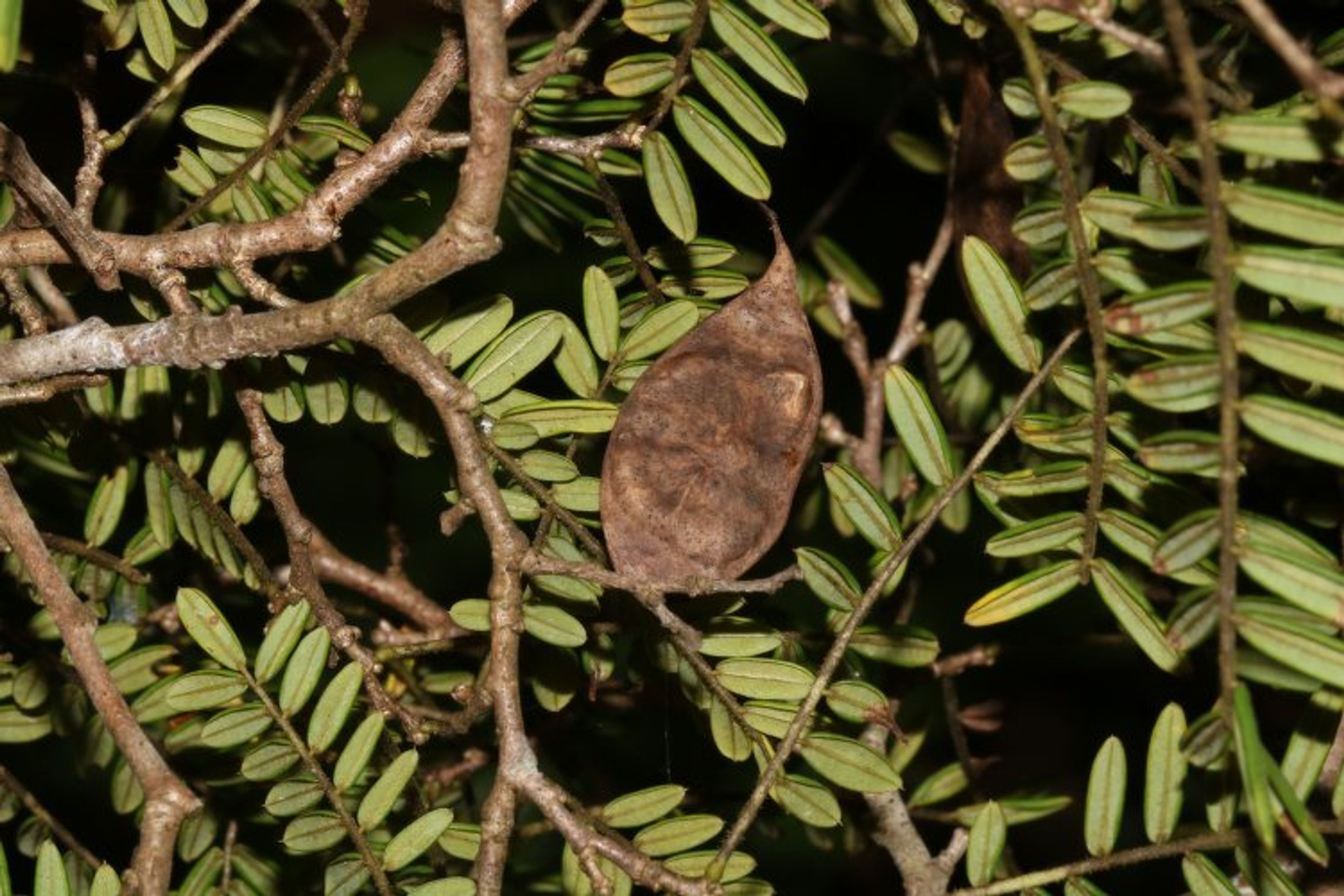 Dalbergia baronii - 44