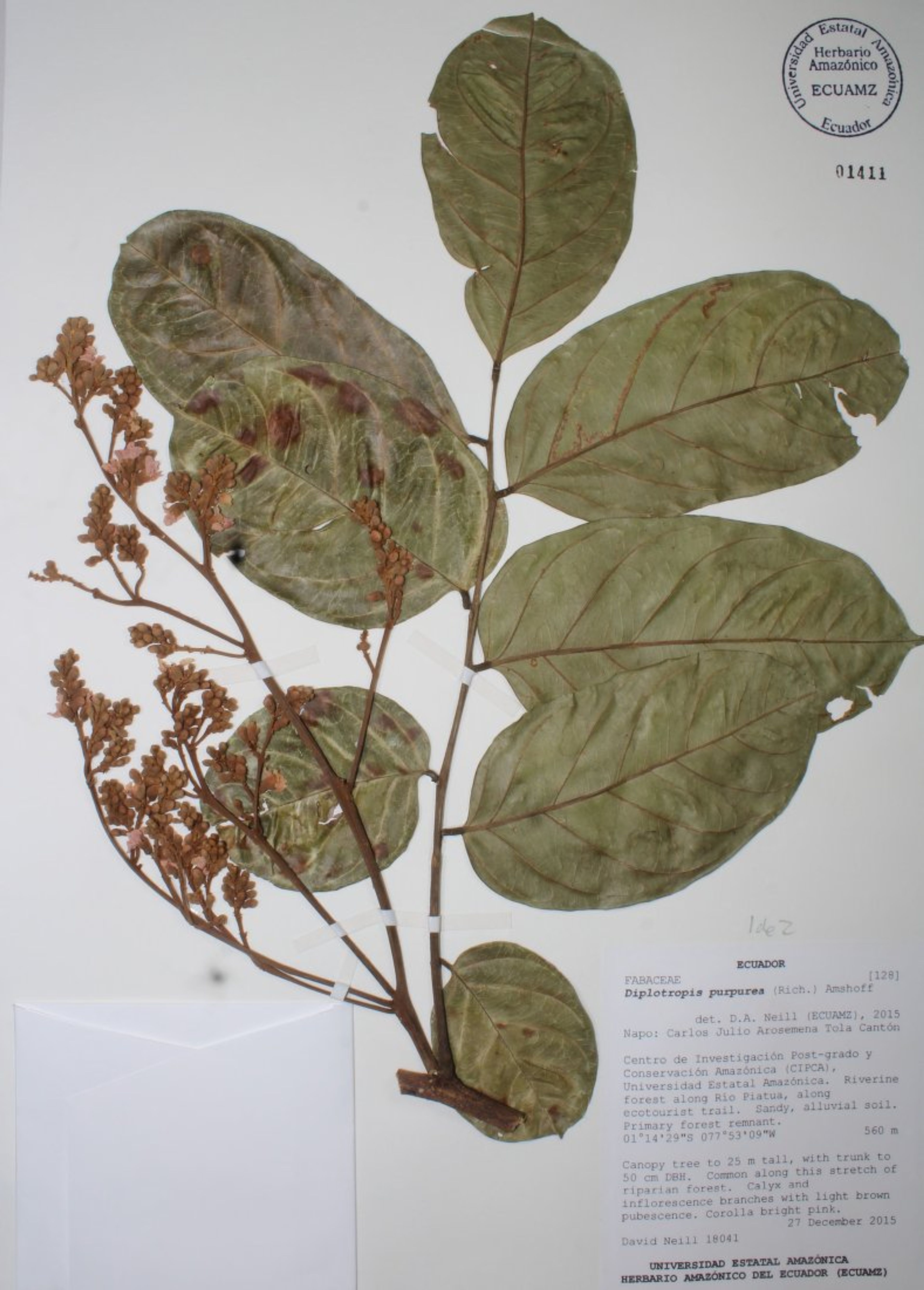 Diplotropis purpurea - 179
