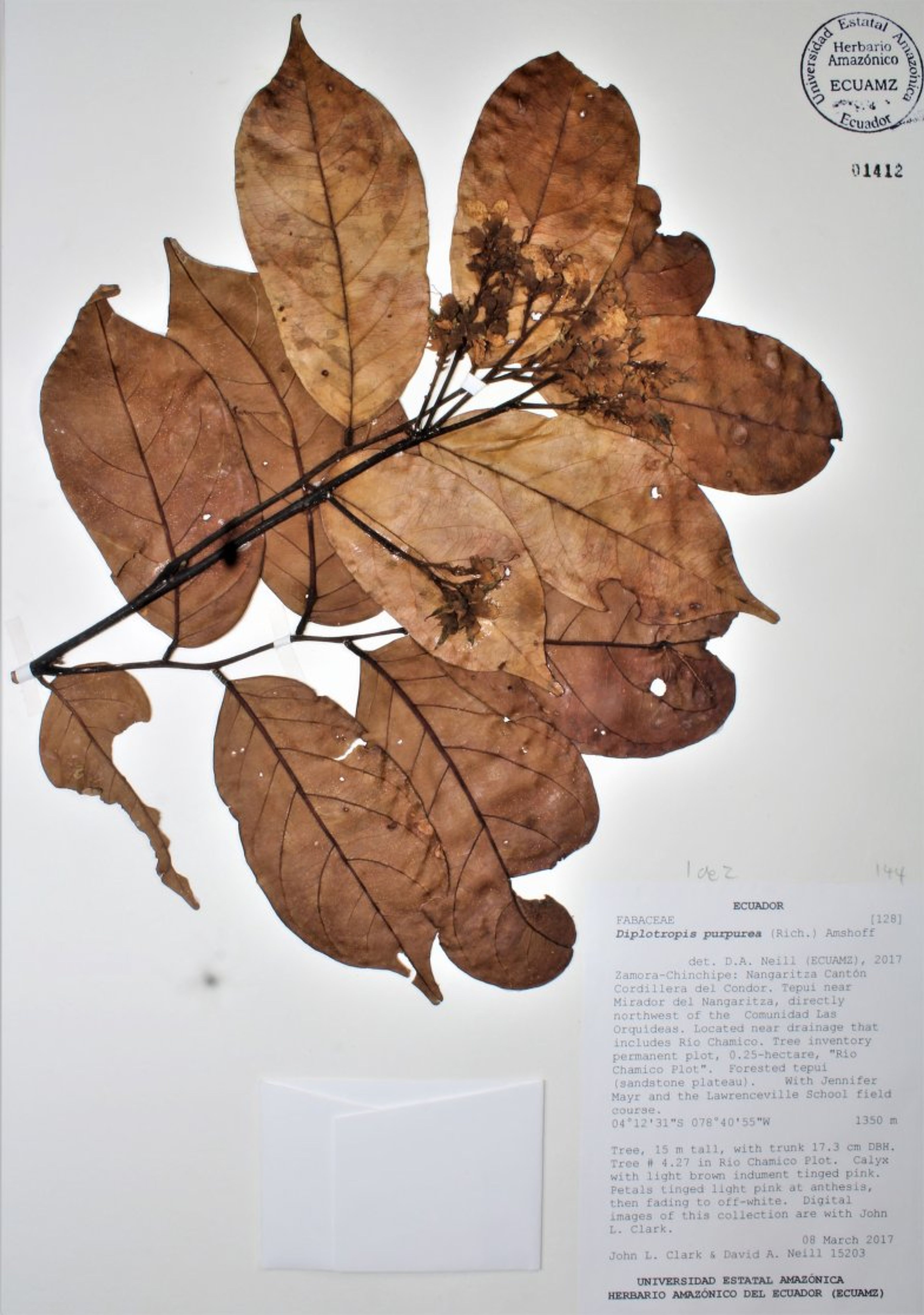 Diplotropis purpurea - 2