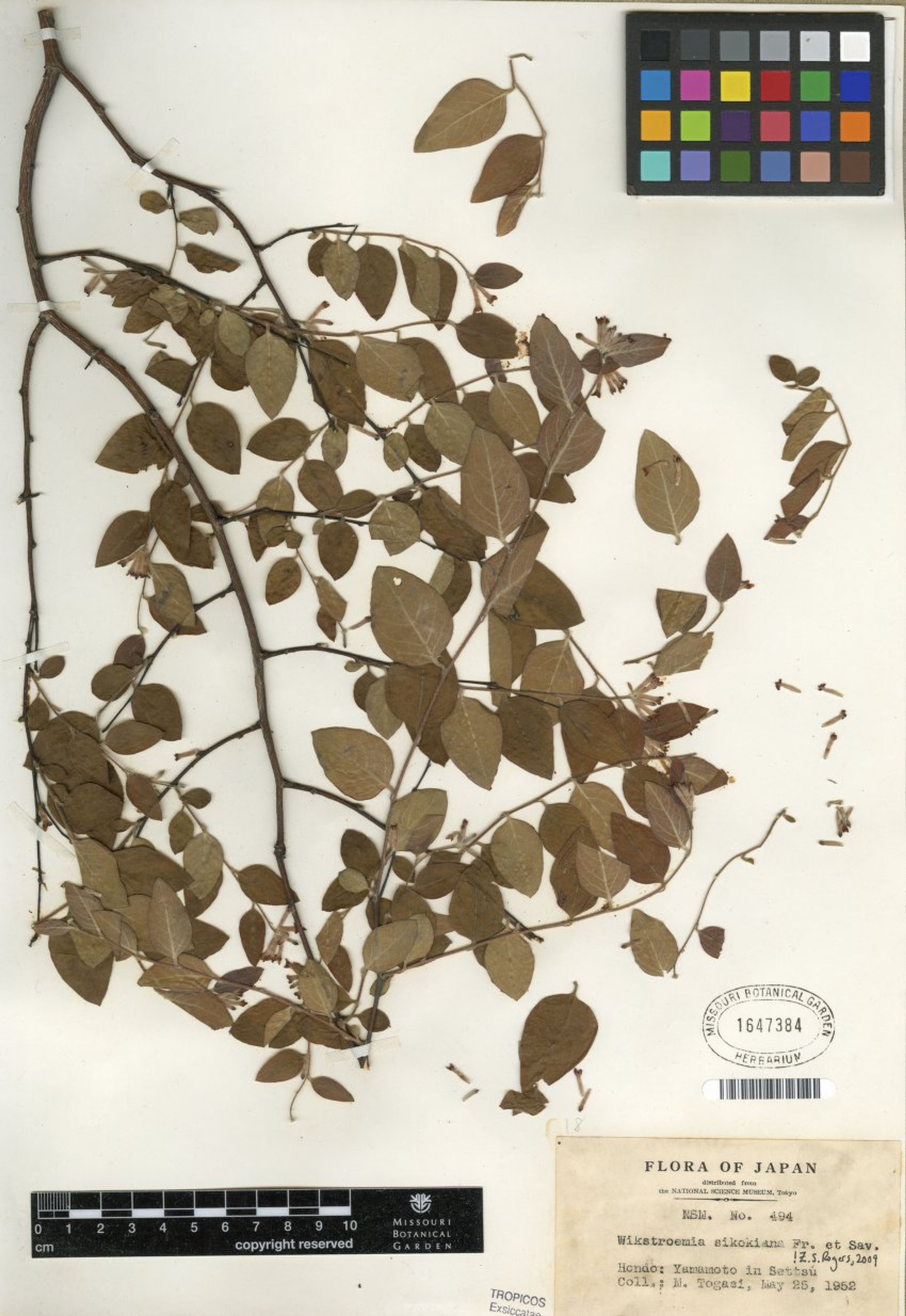 Wikstroemia sikokiana - 1