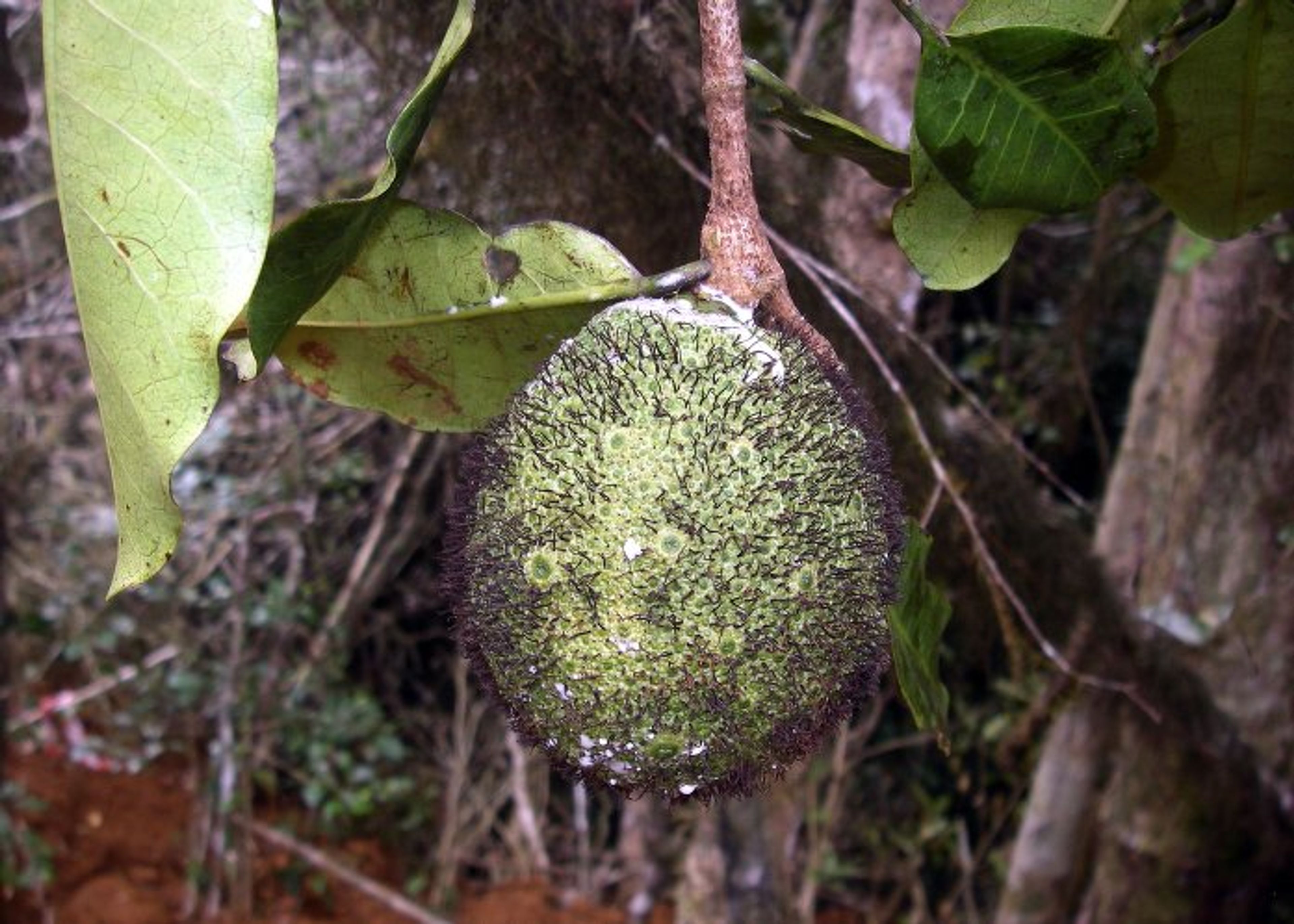 Treculia africana - 10