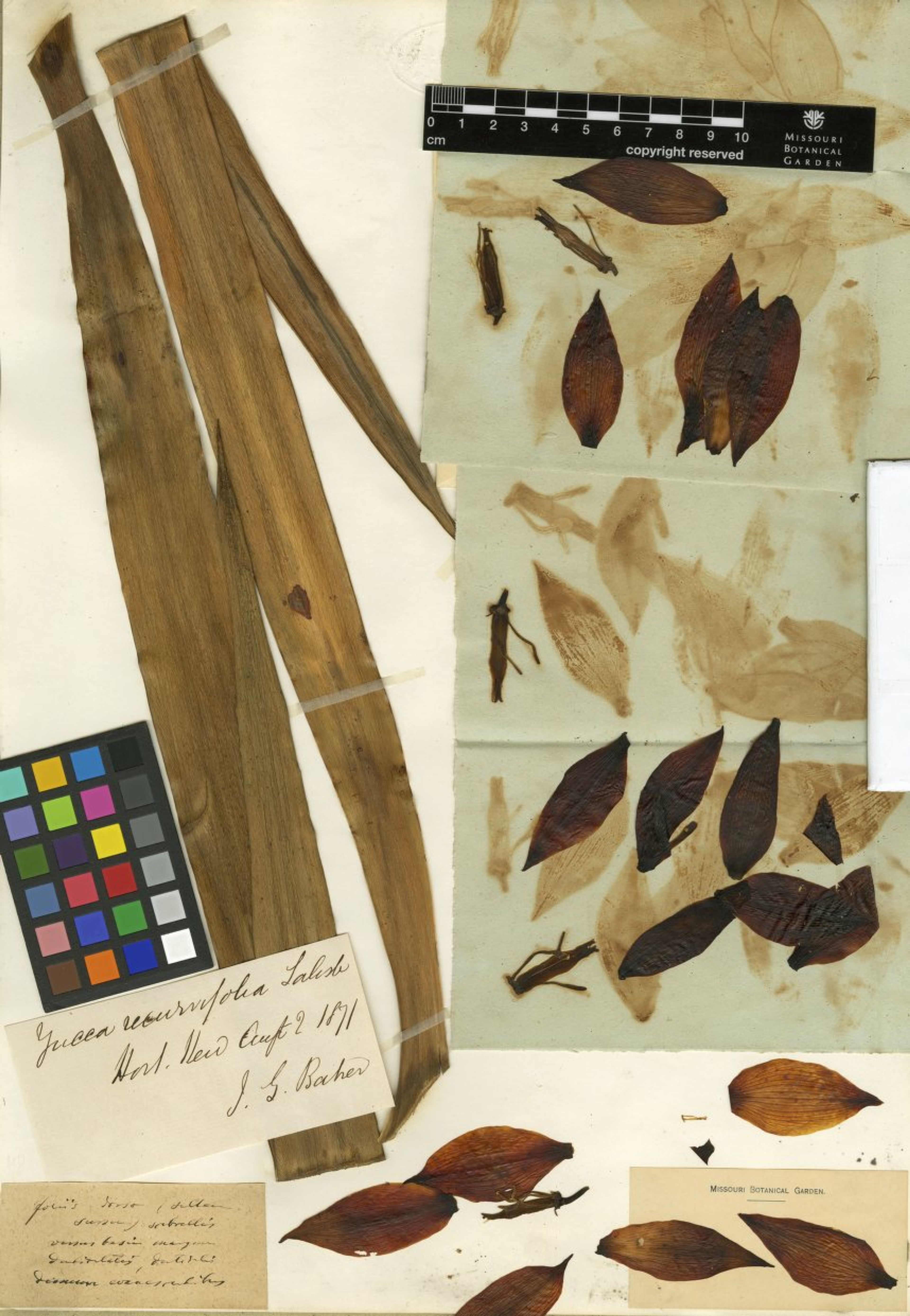 Yucca recurvifolia - 176