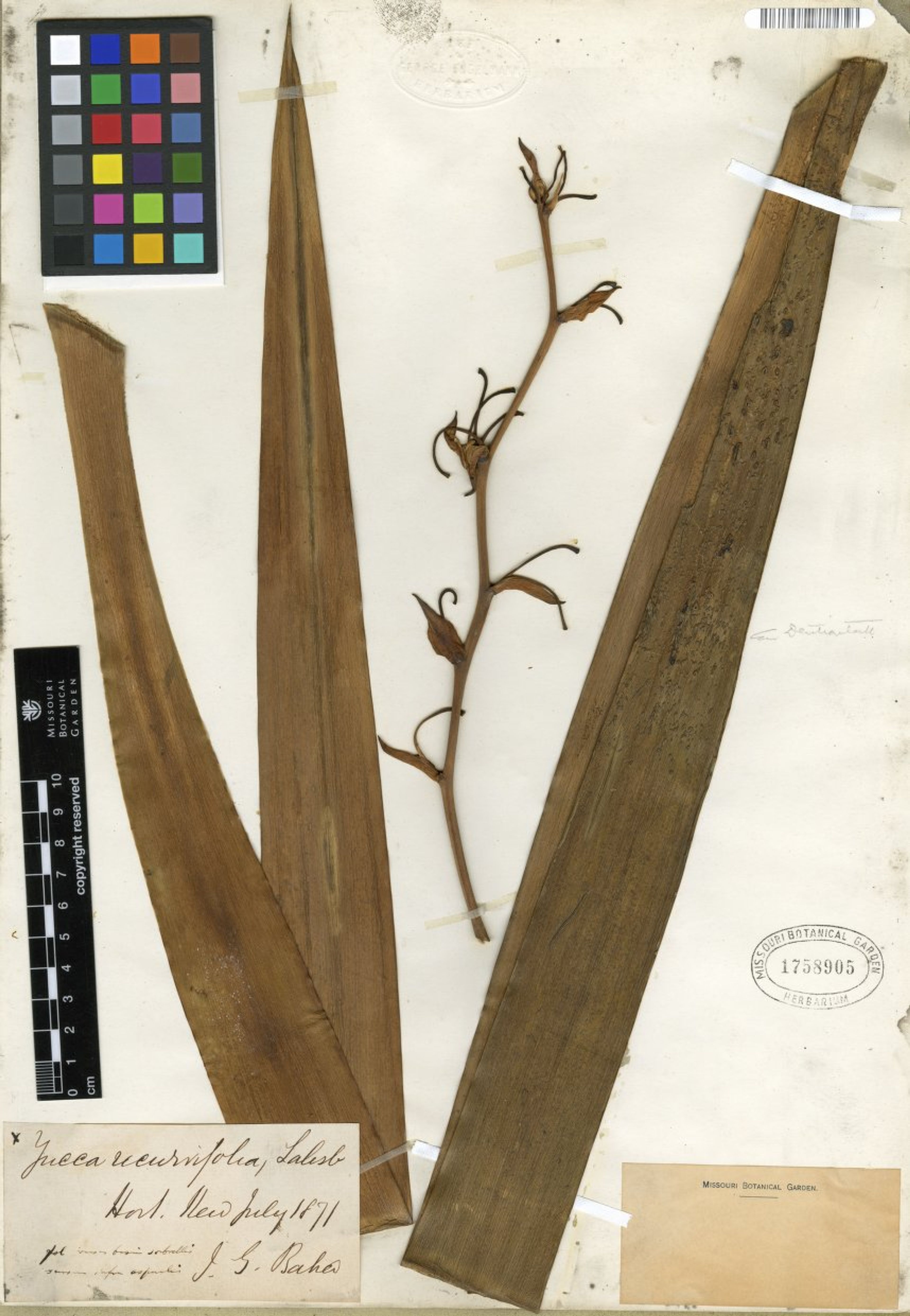 Yucca recurvifolia - 174