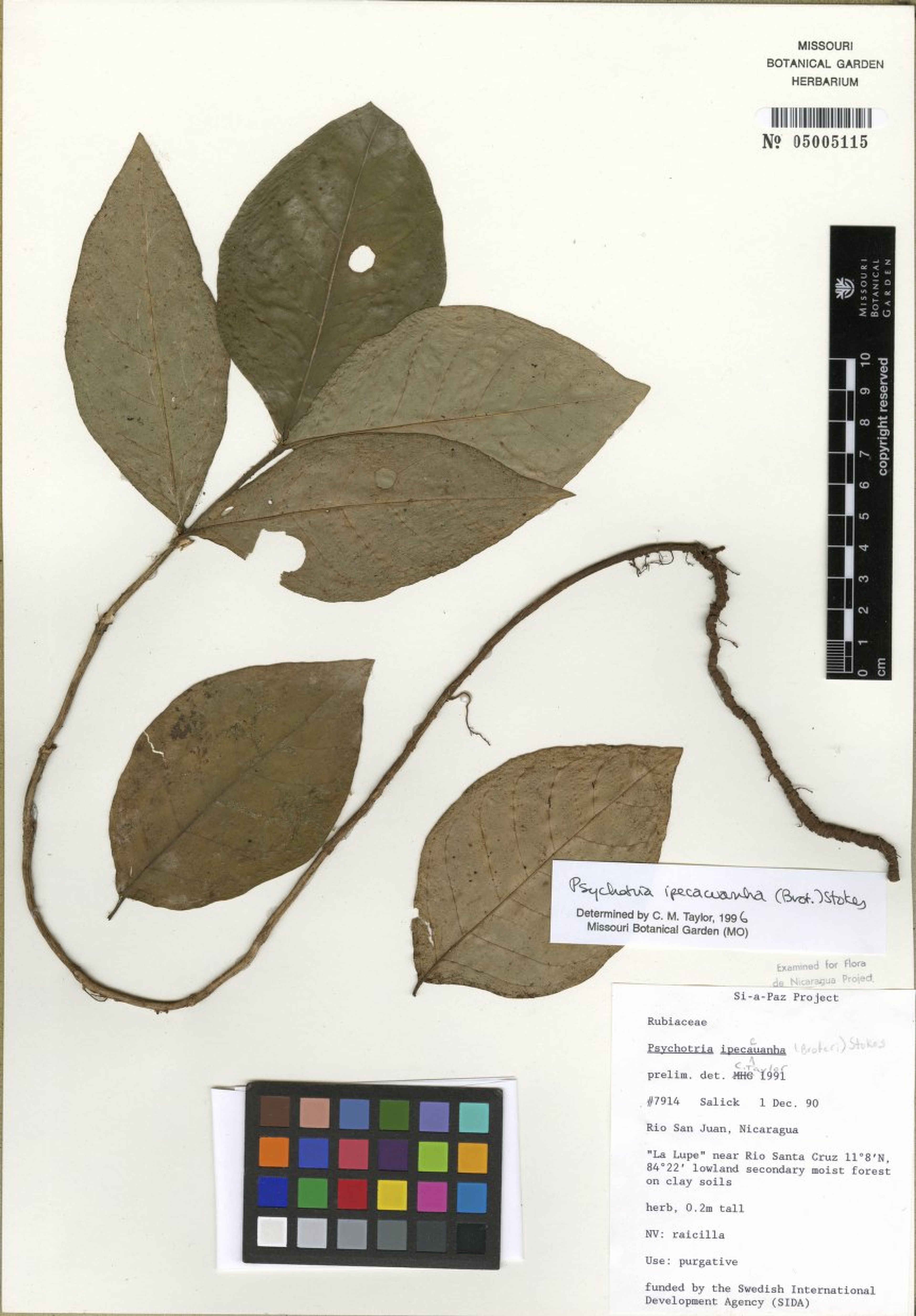 Carapichea ipecacuanha - 24
