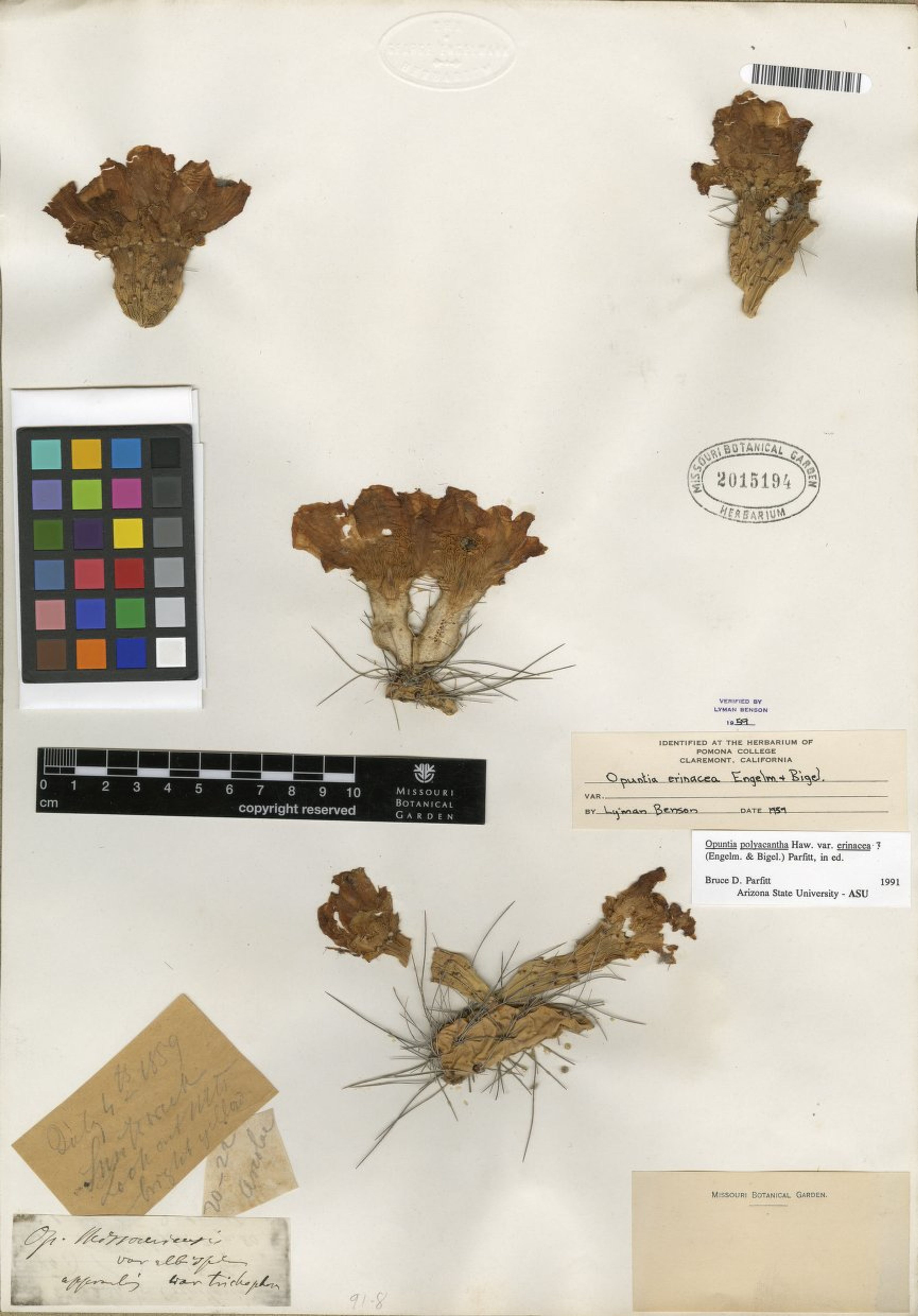 Opuntia erinacea - 63
