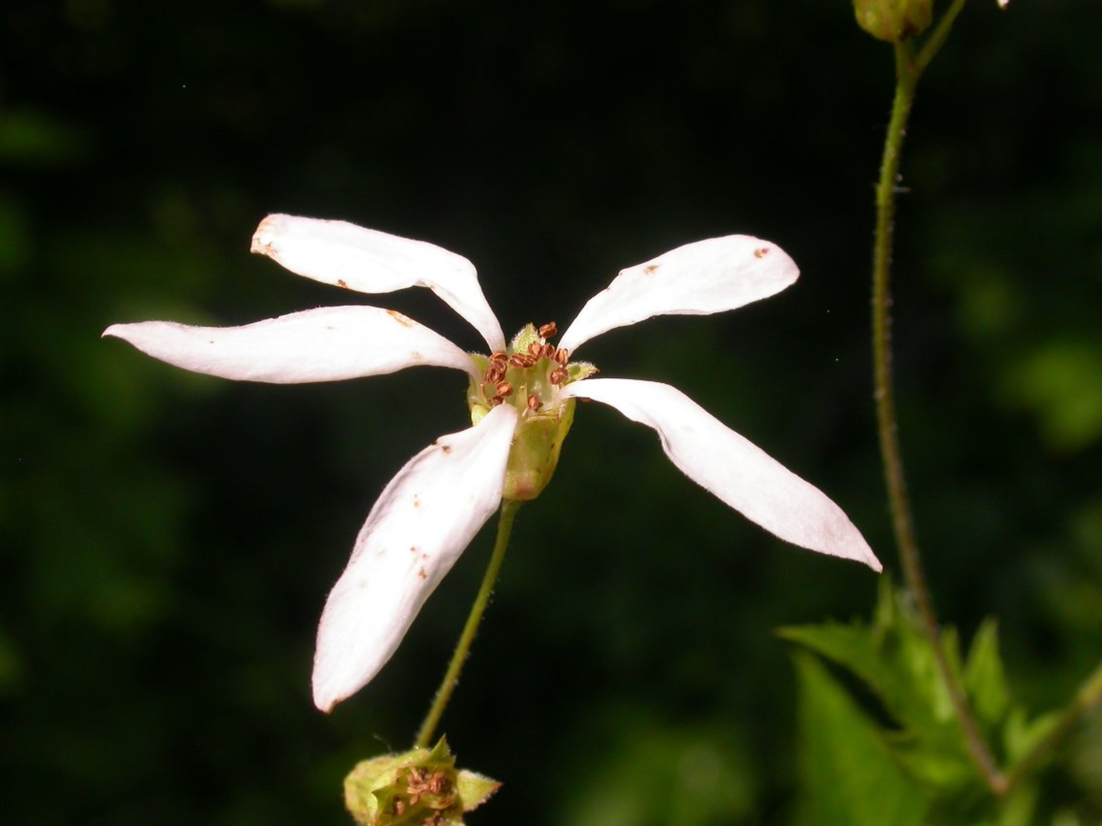 Gillenia stipulata - 52