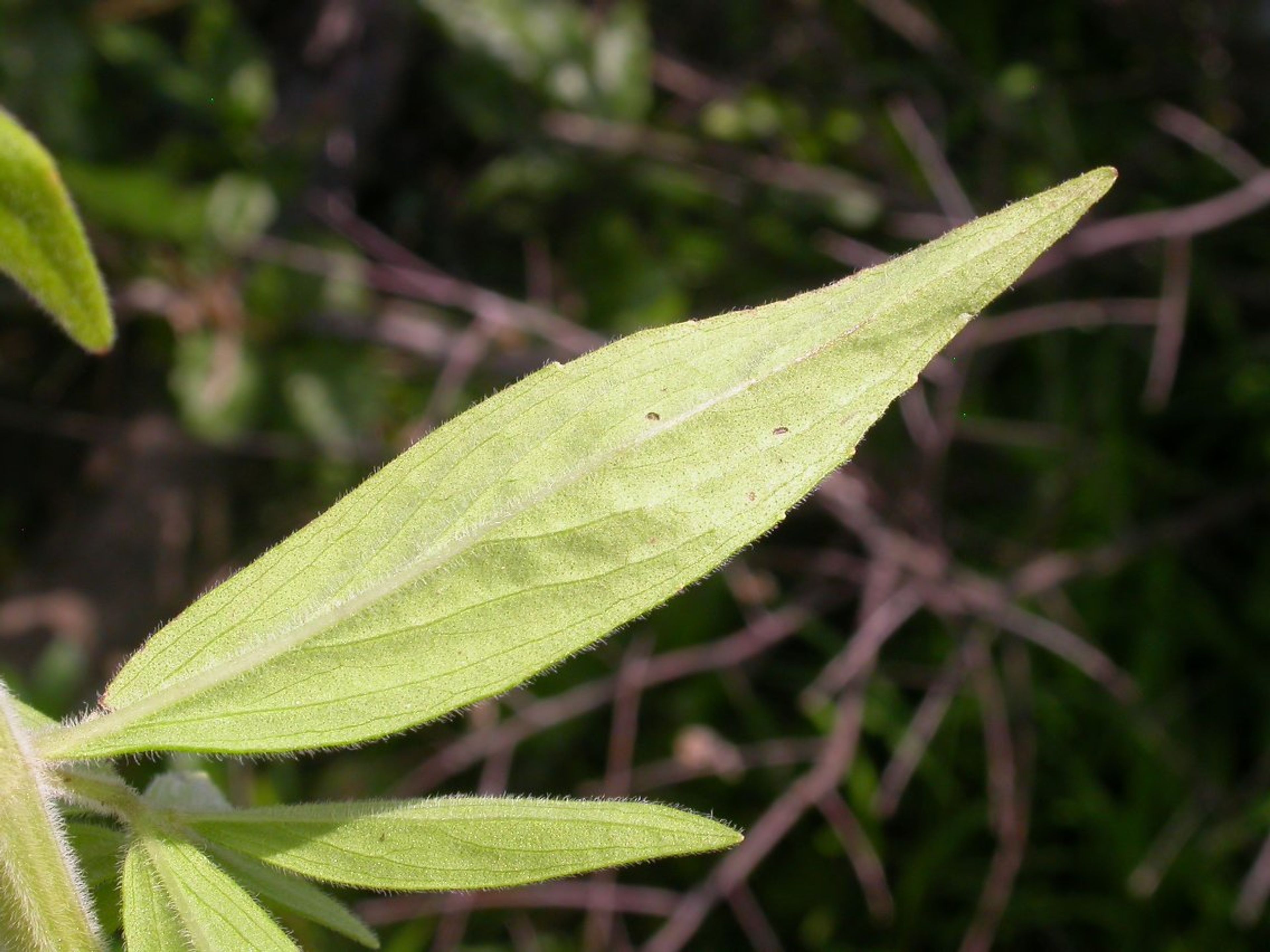 Pycnanthemum pilosum - 7