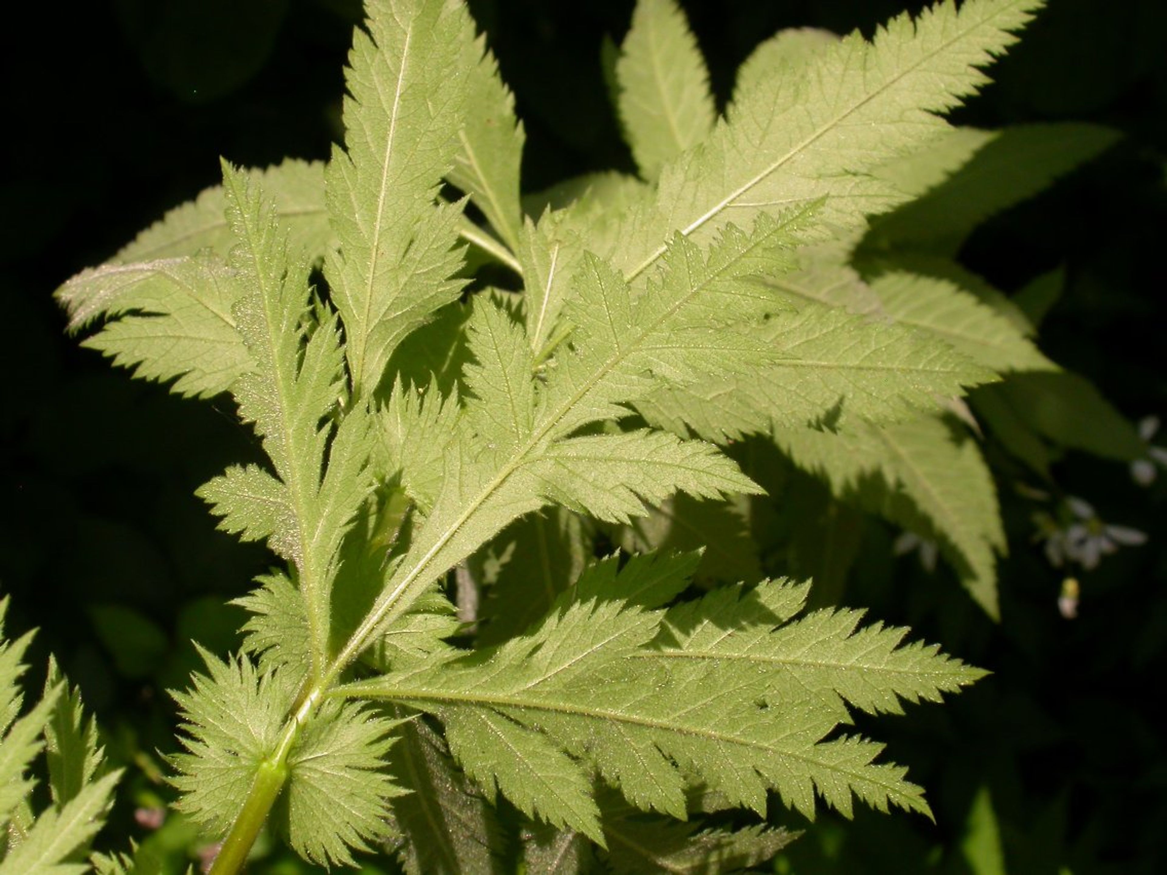 Gillenia stipulata - 13