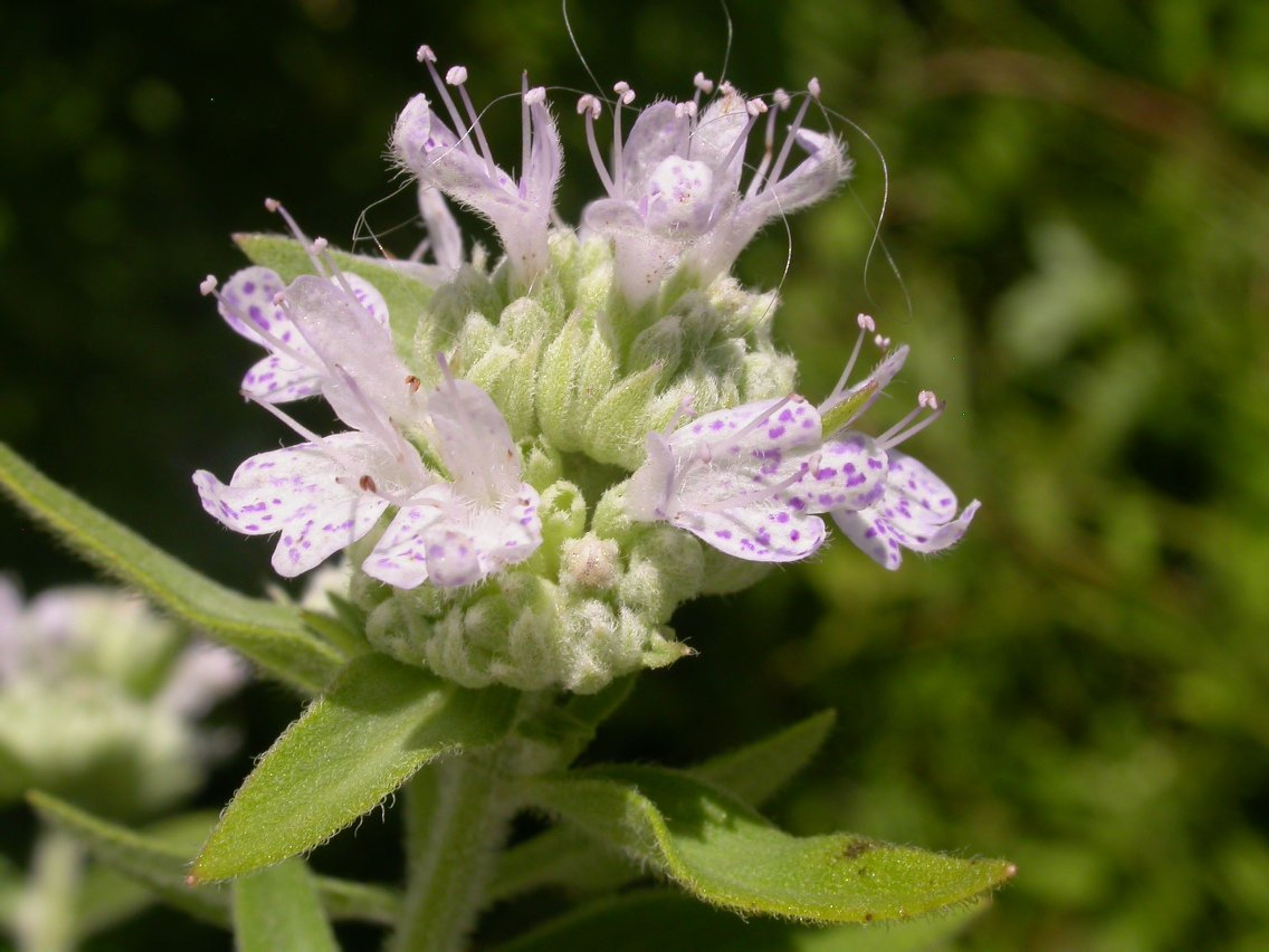 Pycnanthemum pilosum - 21