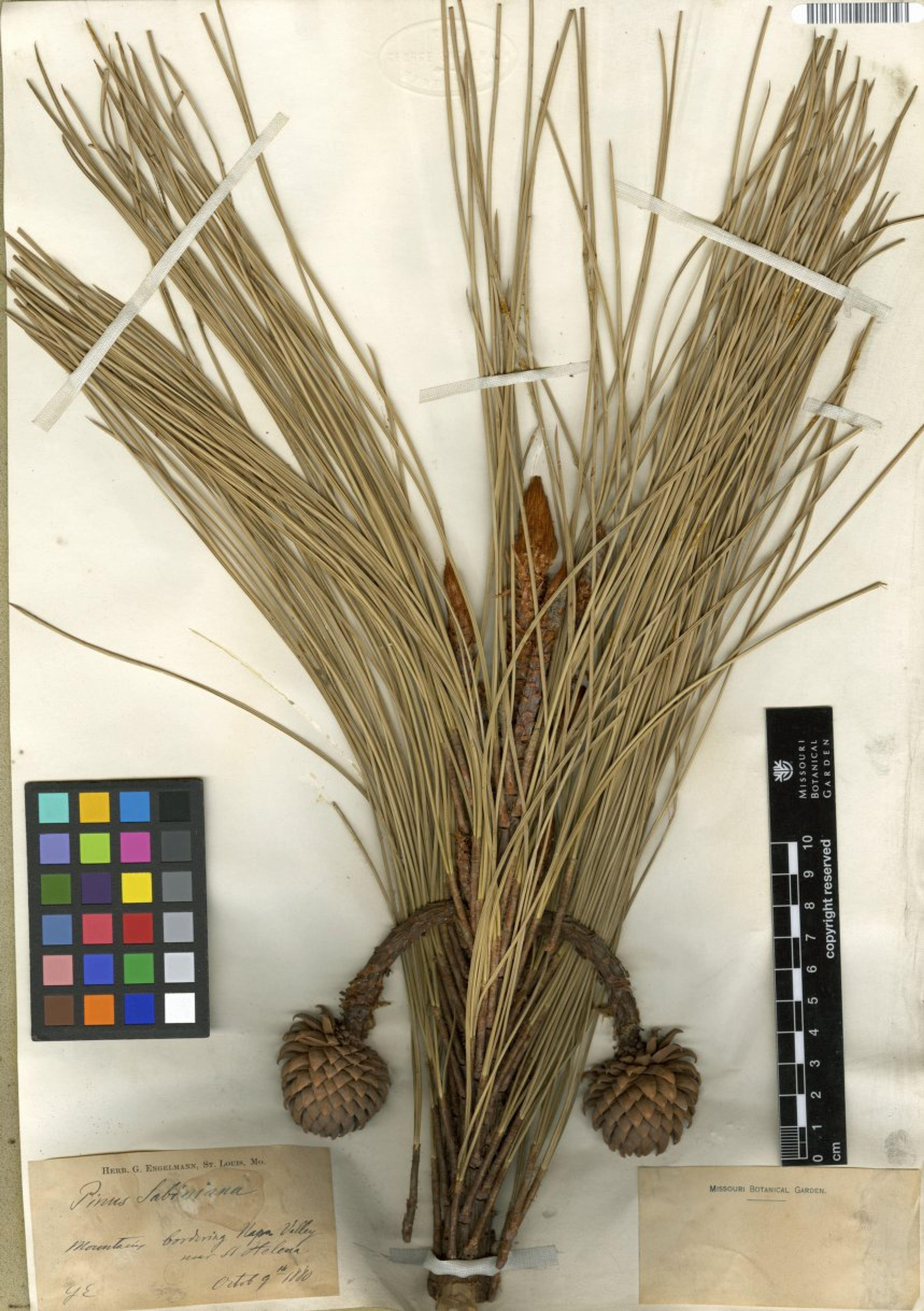 Pinus sabiniana - 27