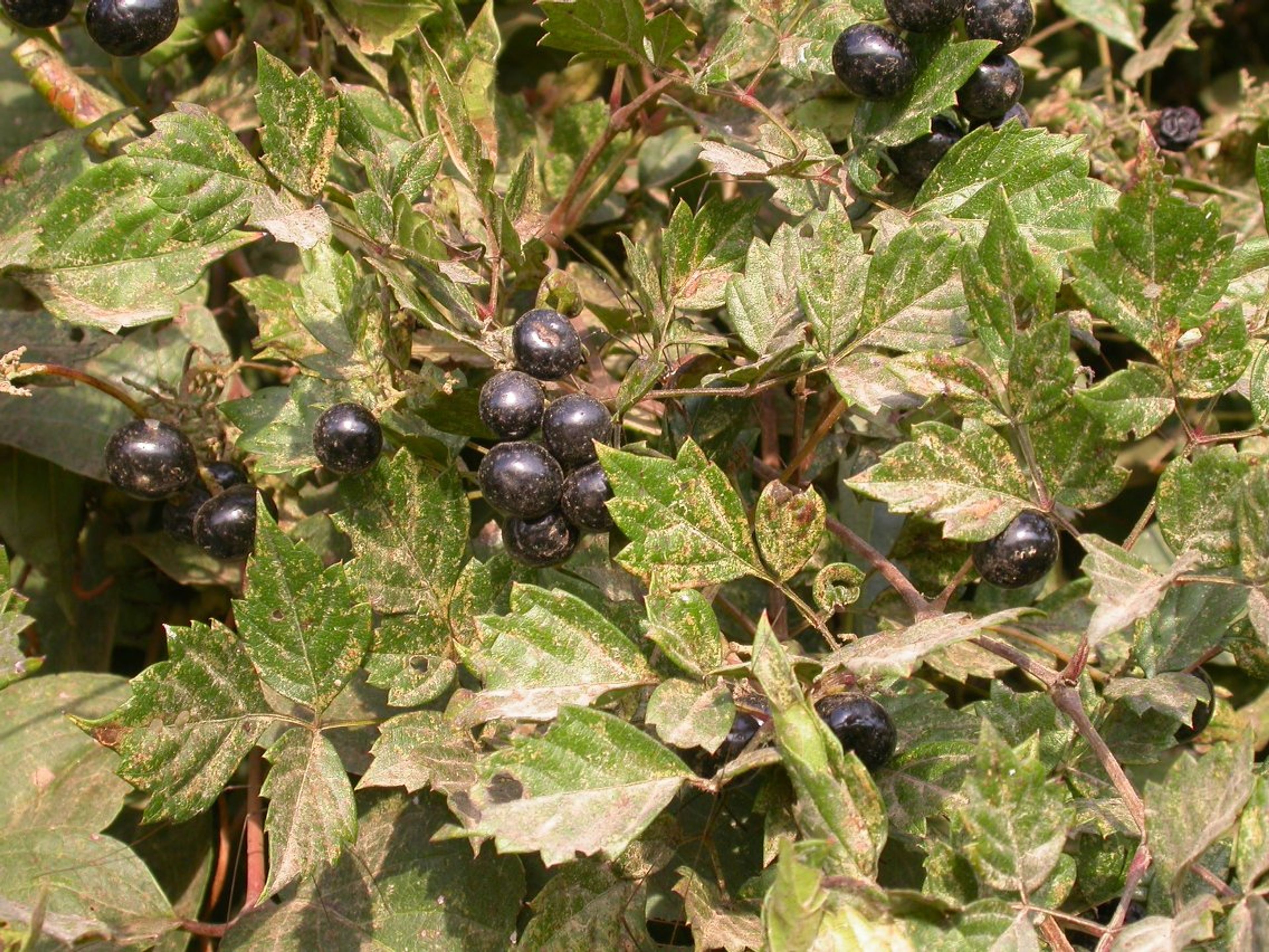 Ampelopsis arborea - 6