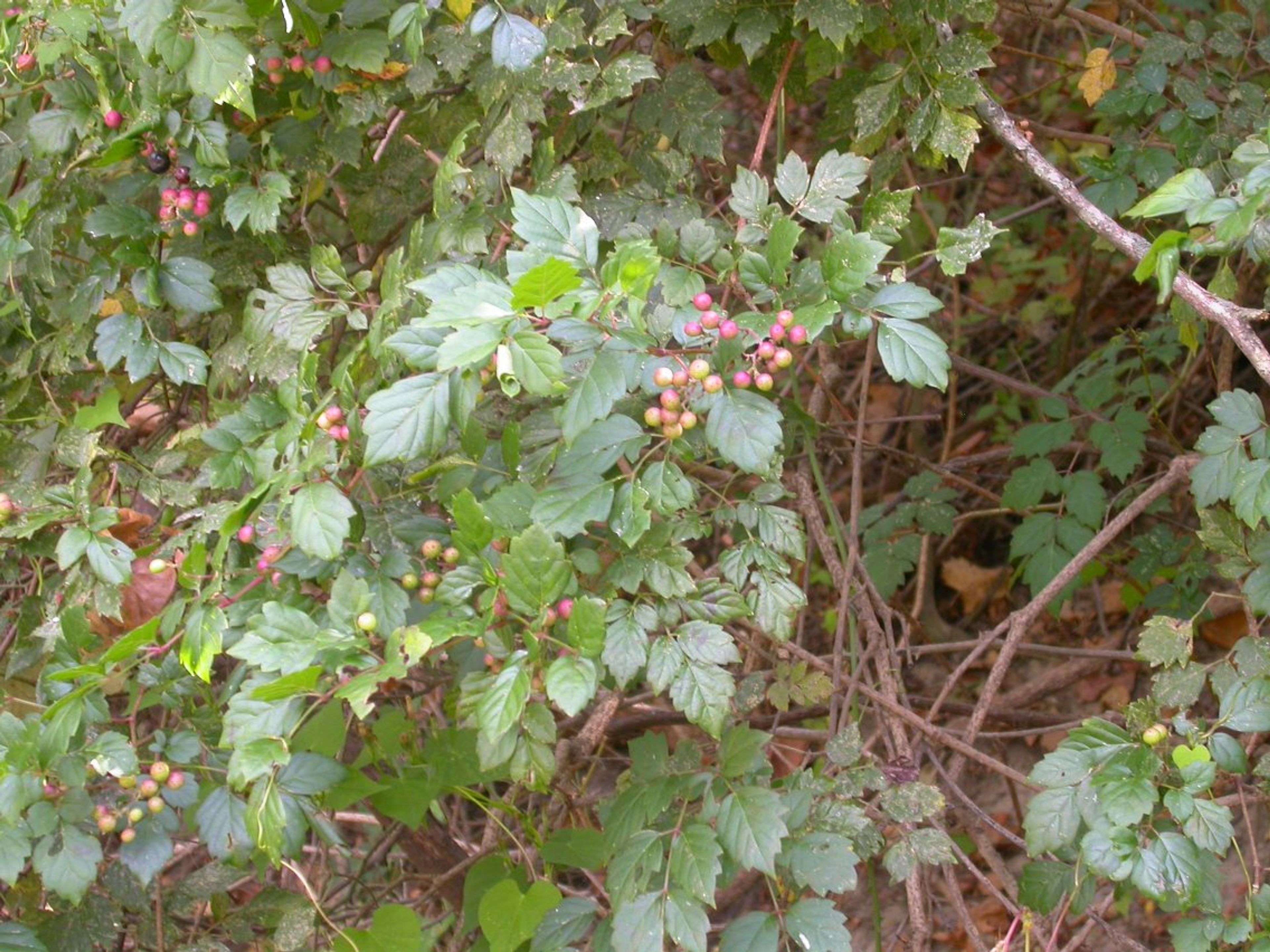 Ampelopsis arborea - 81