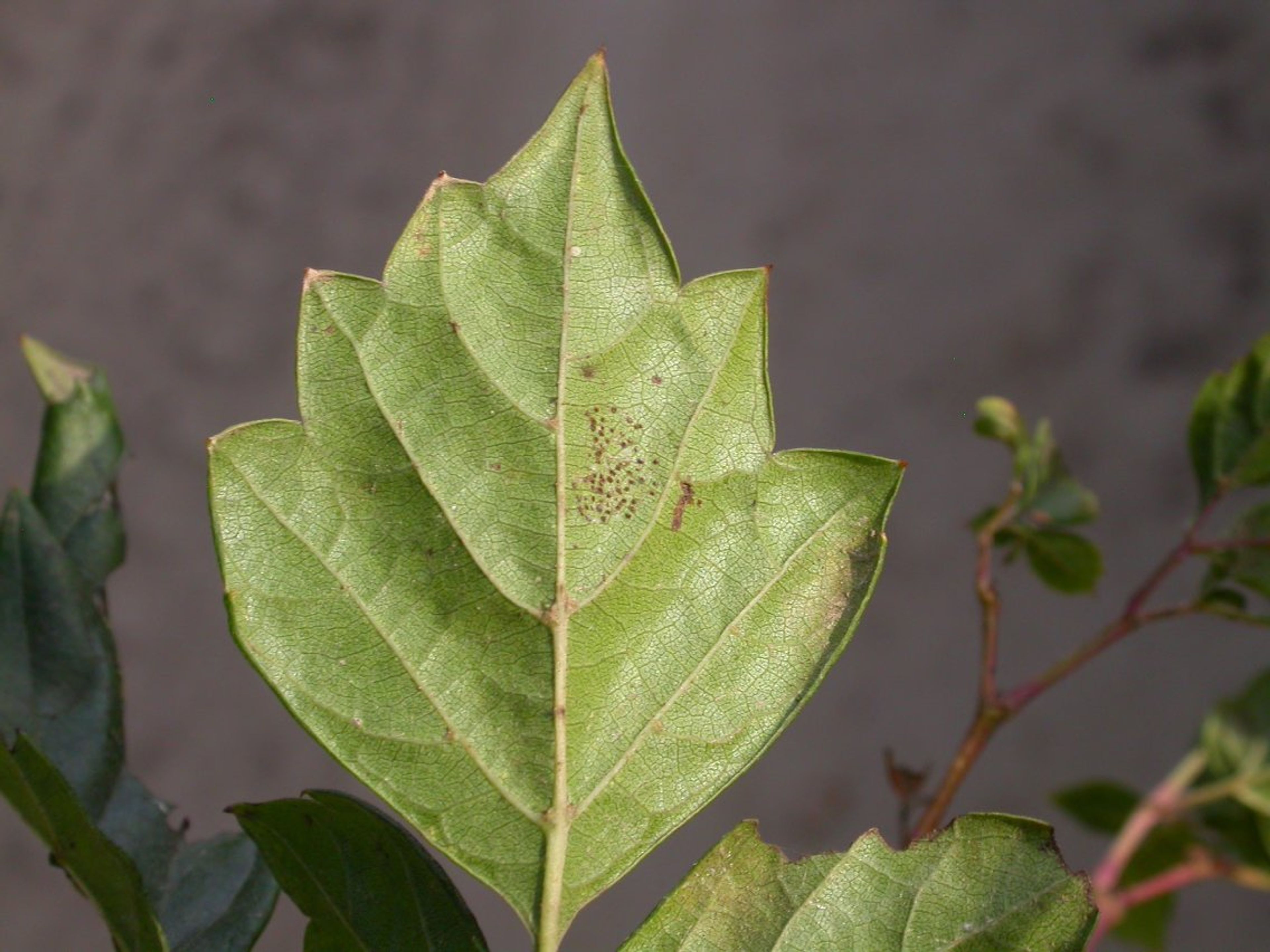 Ampelopsis arborea - 76