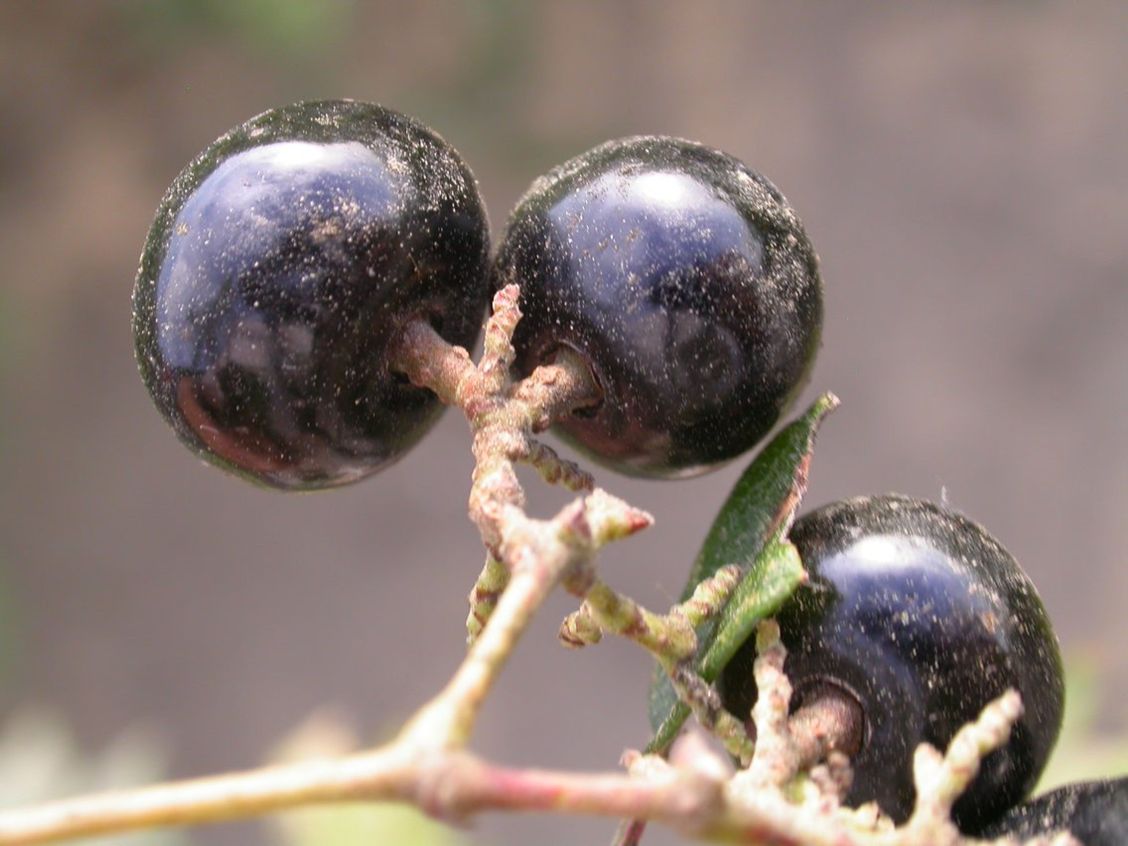 Ampelopsis arborea - 16