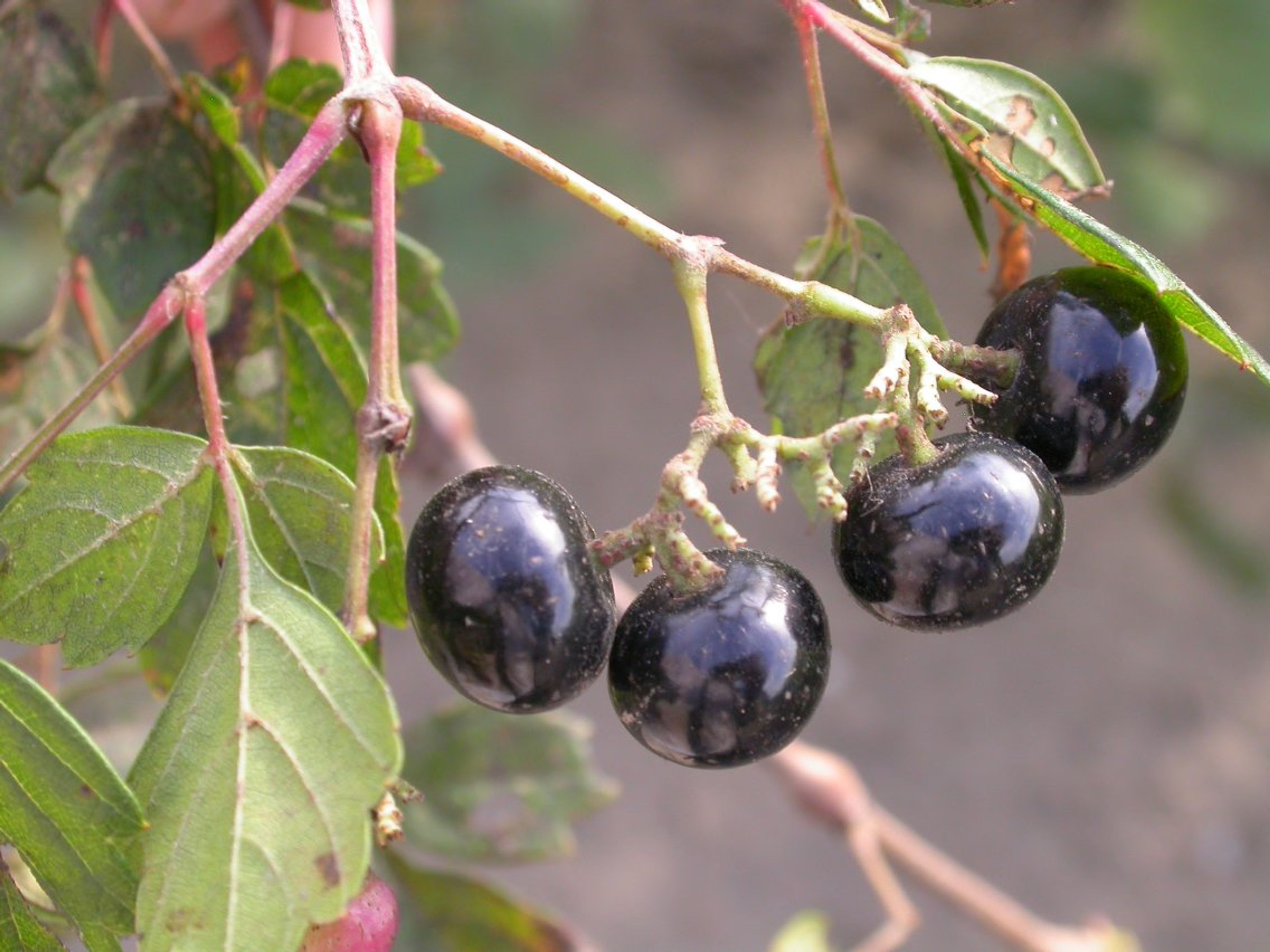Ampelopsis arborea - 45