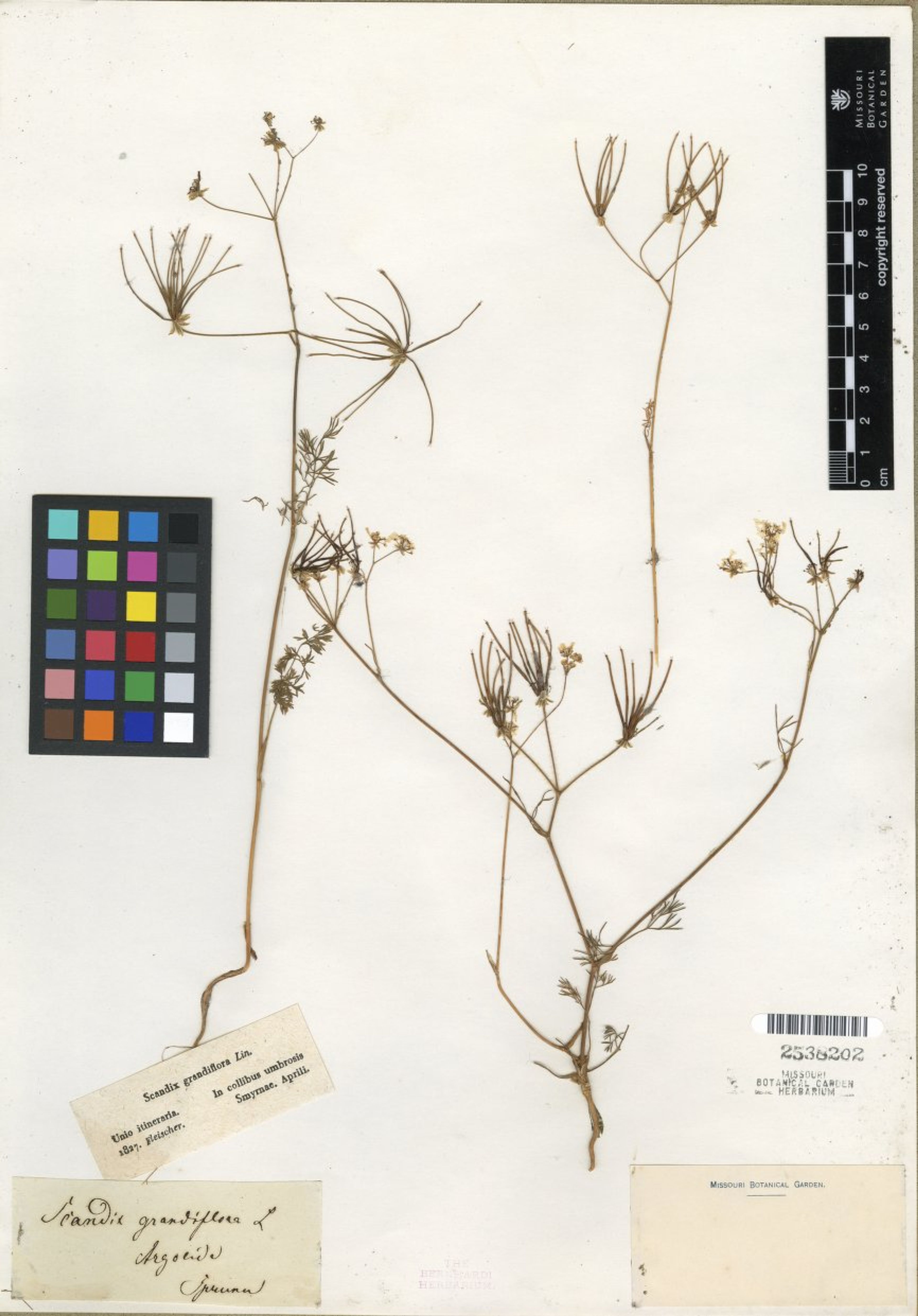 Scandix grandiflora - 7