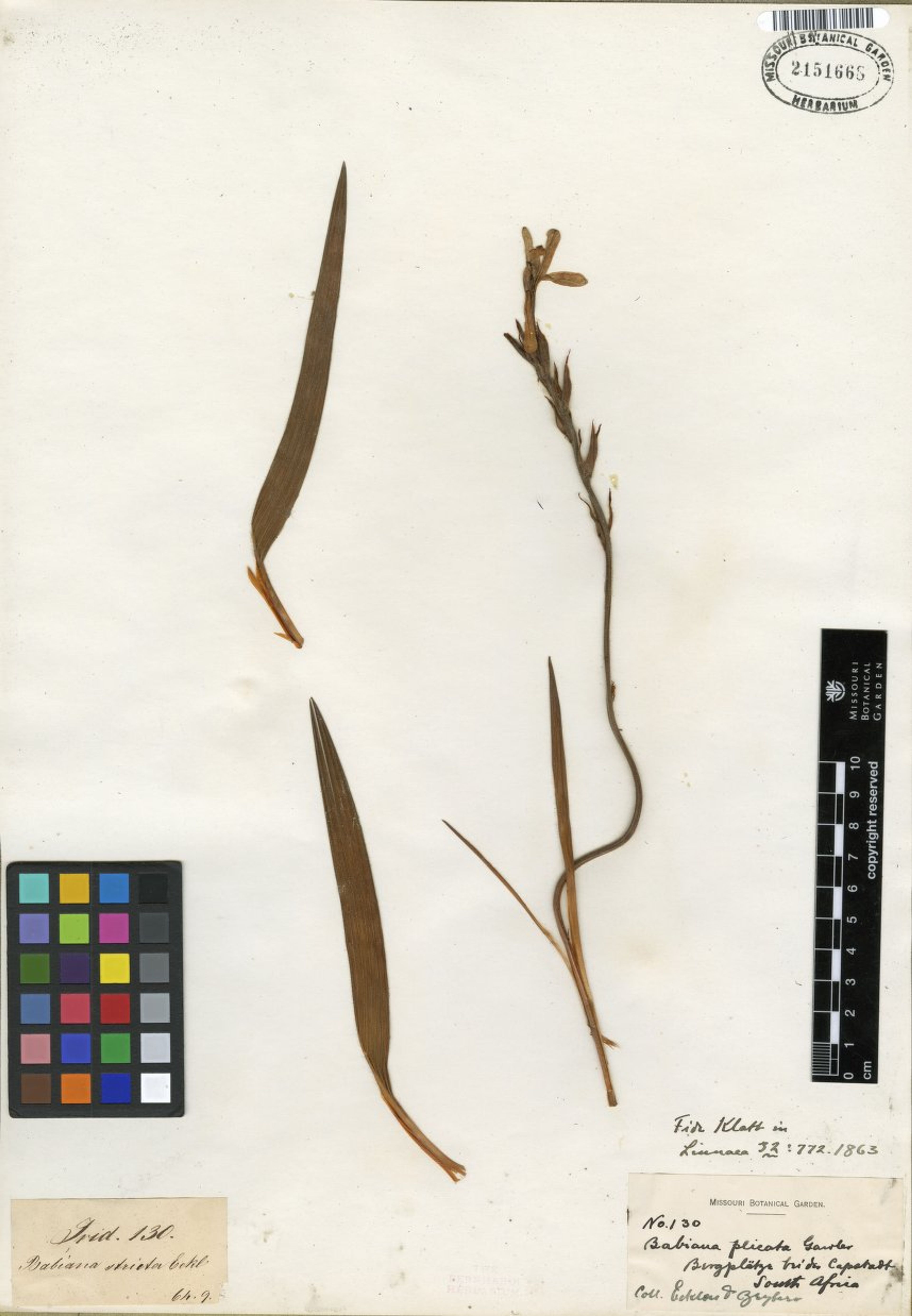 Babiana plicata - 28
