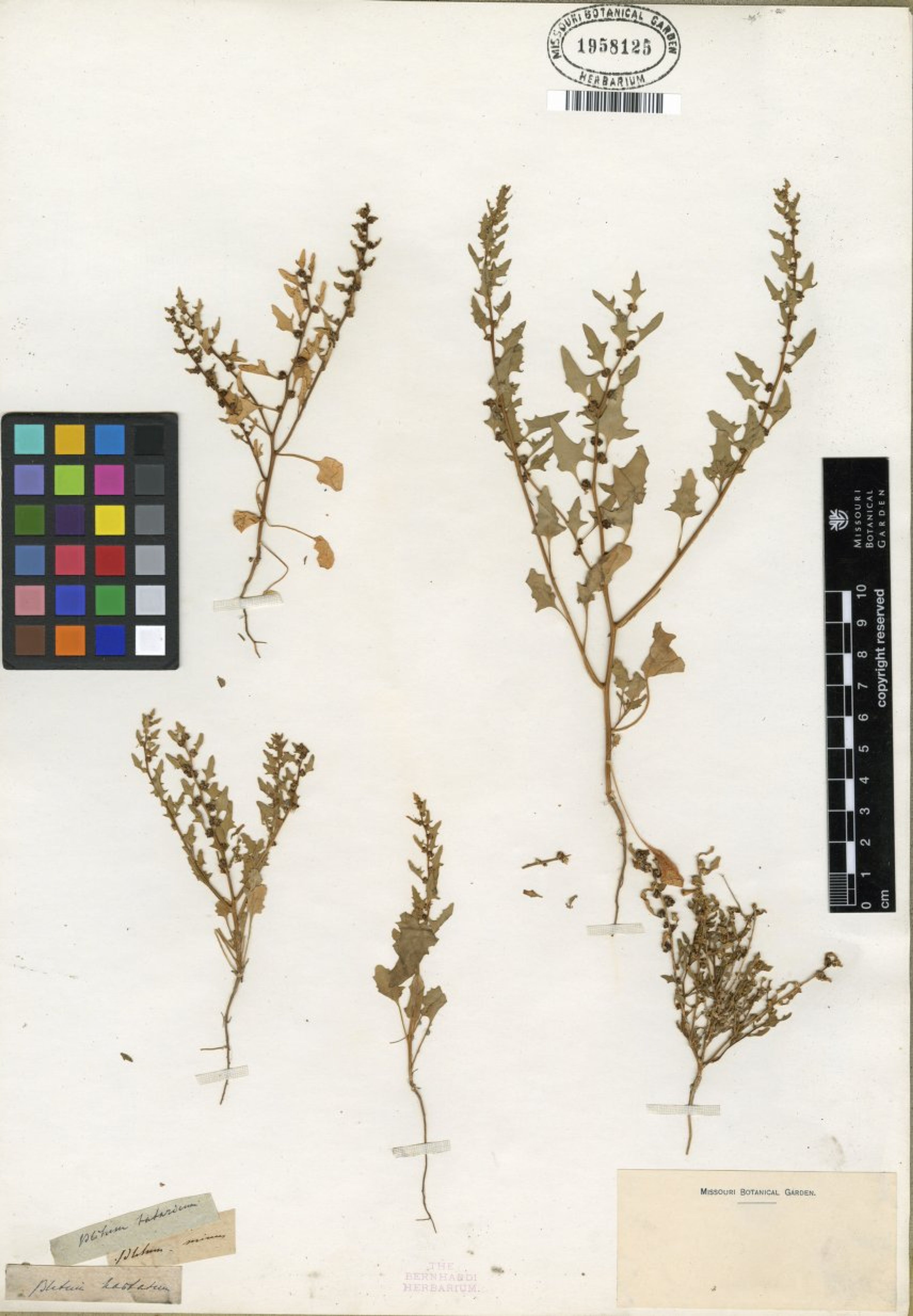 Chenopodium overi - 22