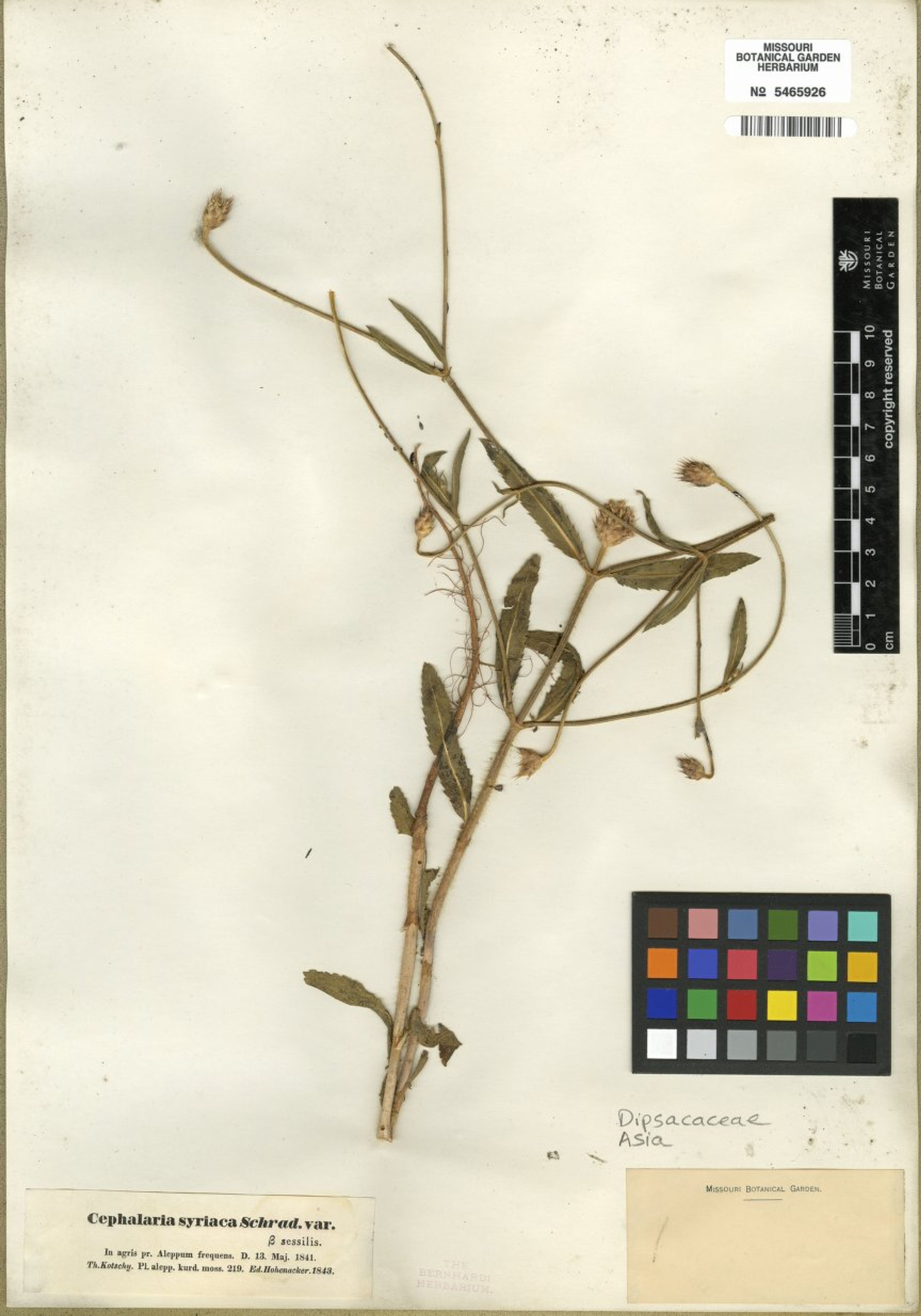 Cephalaria syriaca - 4
