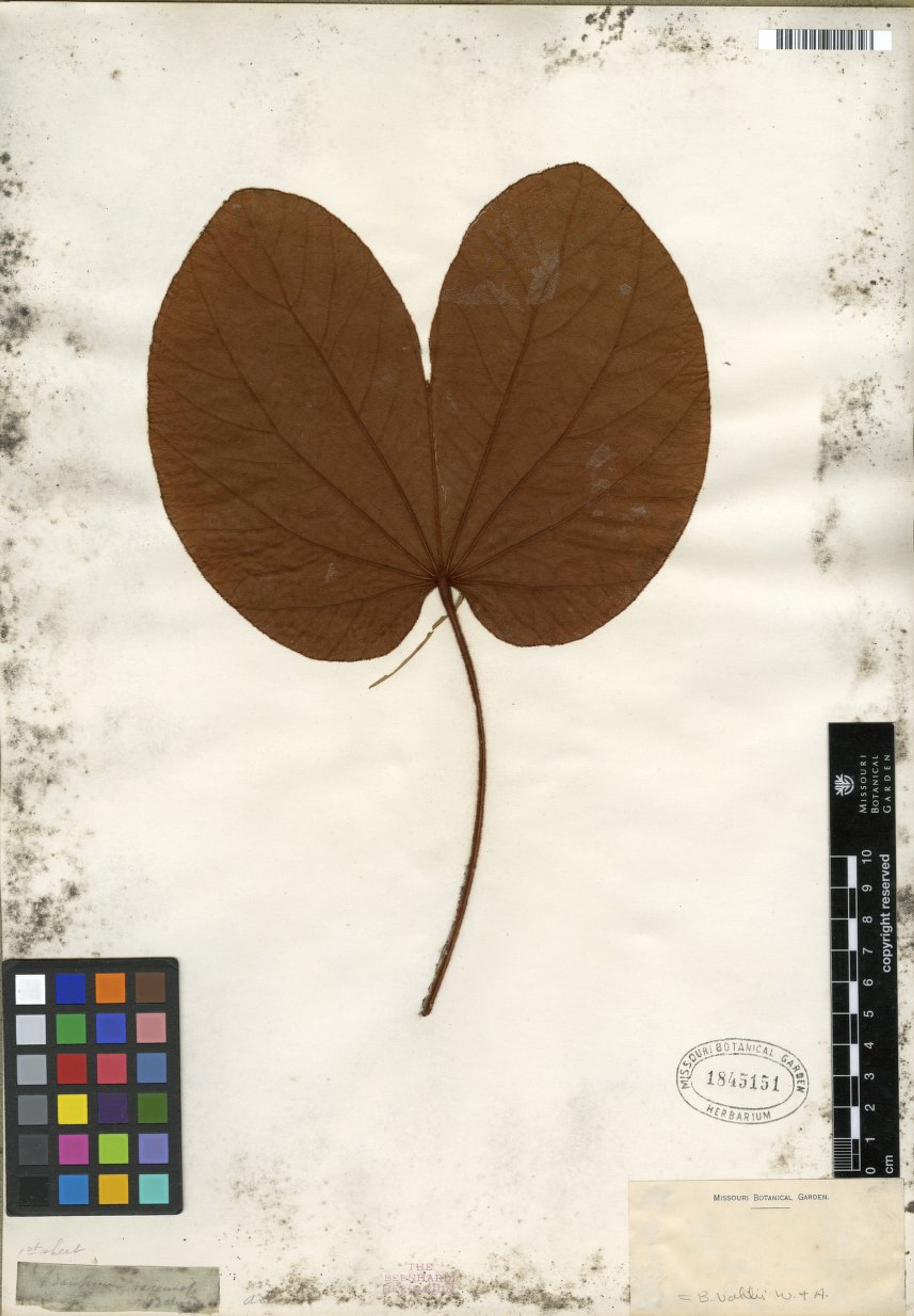 Bauhinia vahlii - 63