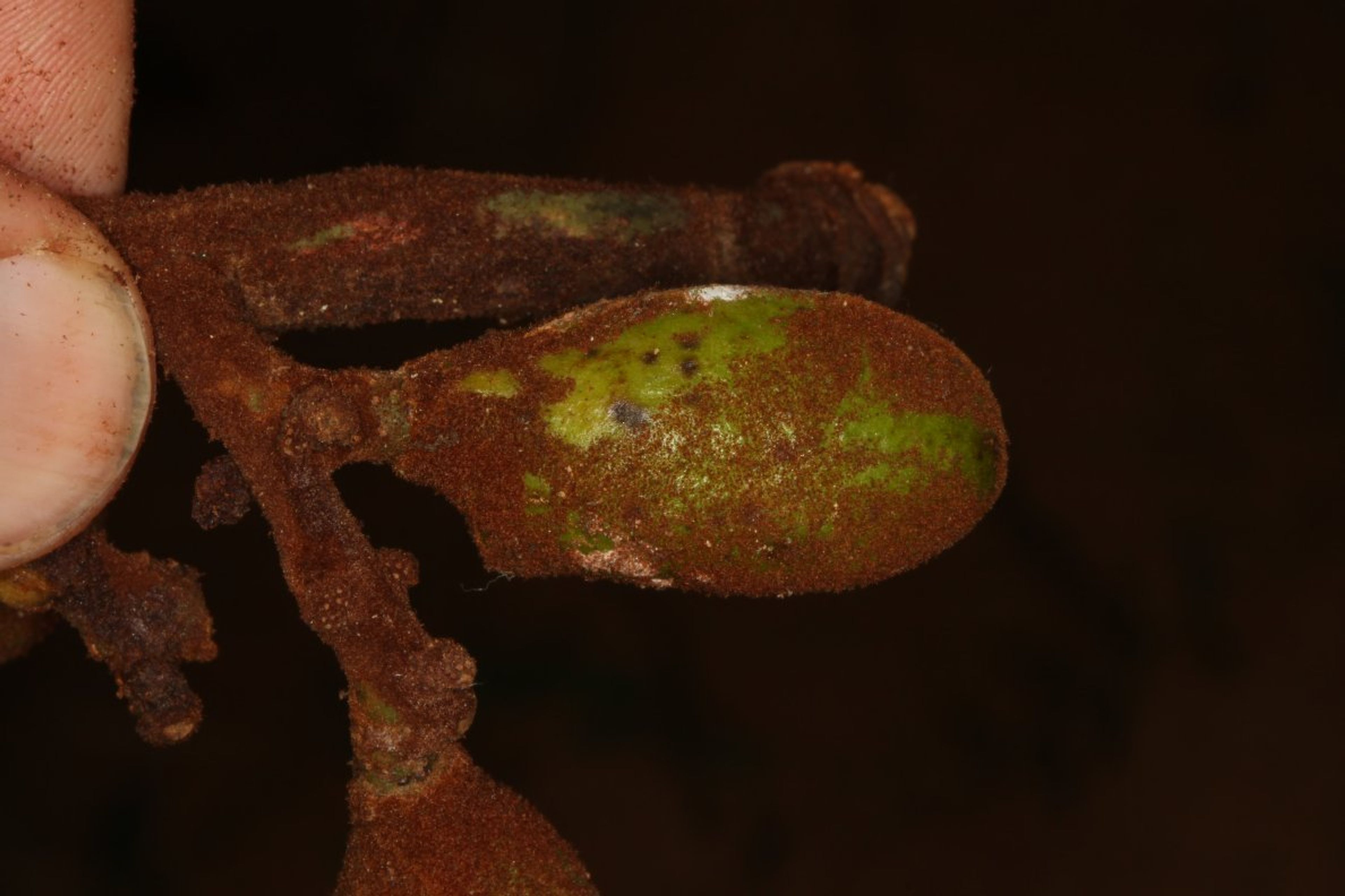 Pycnanthus angolensis - 67
