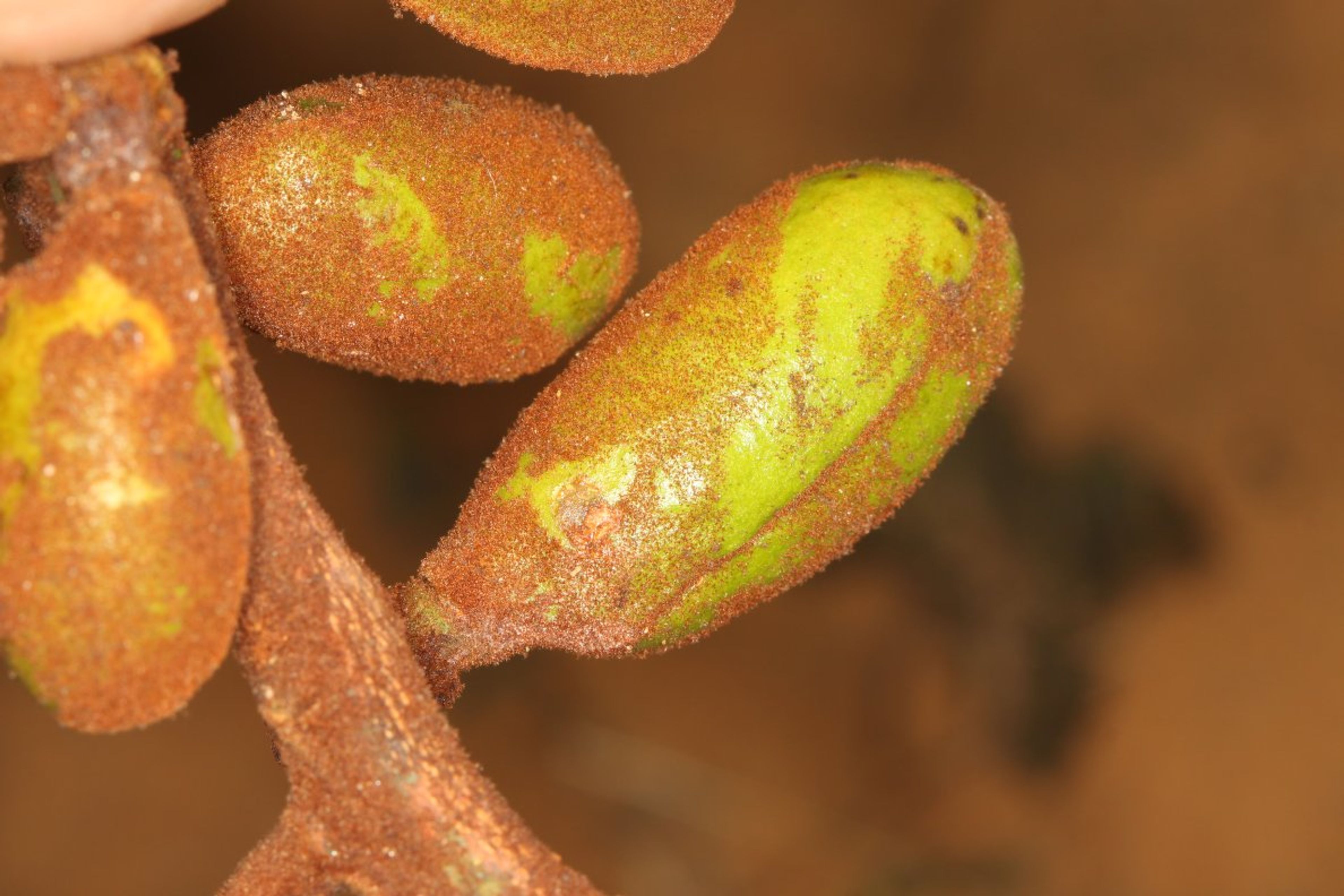 Pycnanthus angolensis - 86